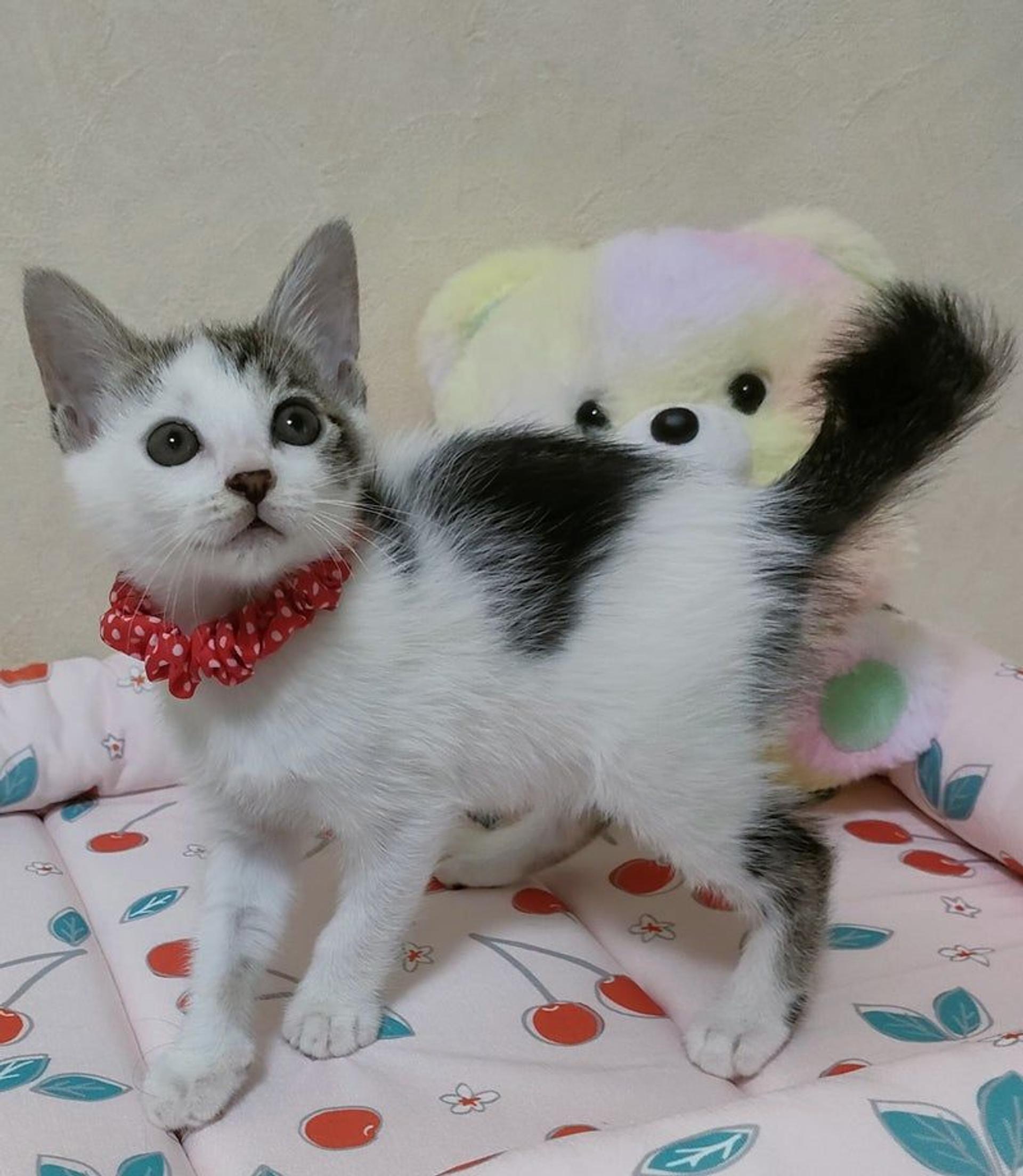 pet-image-4