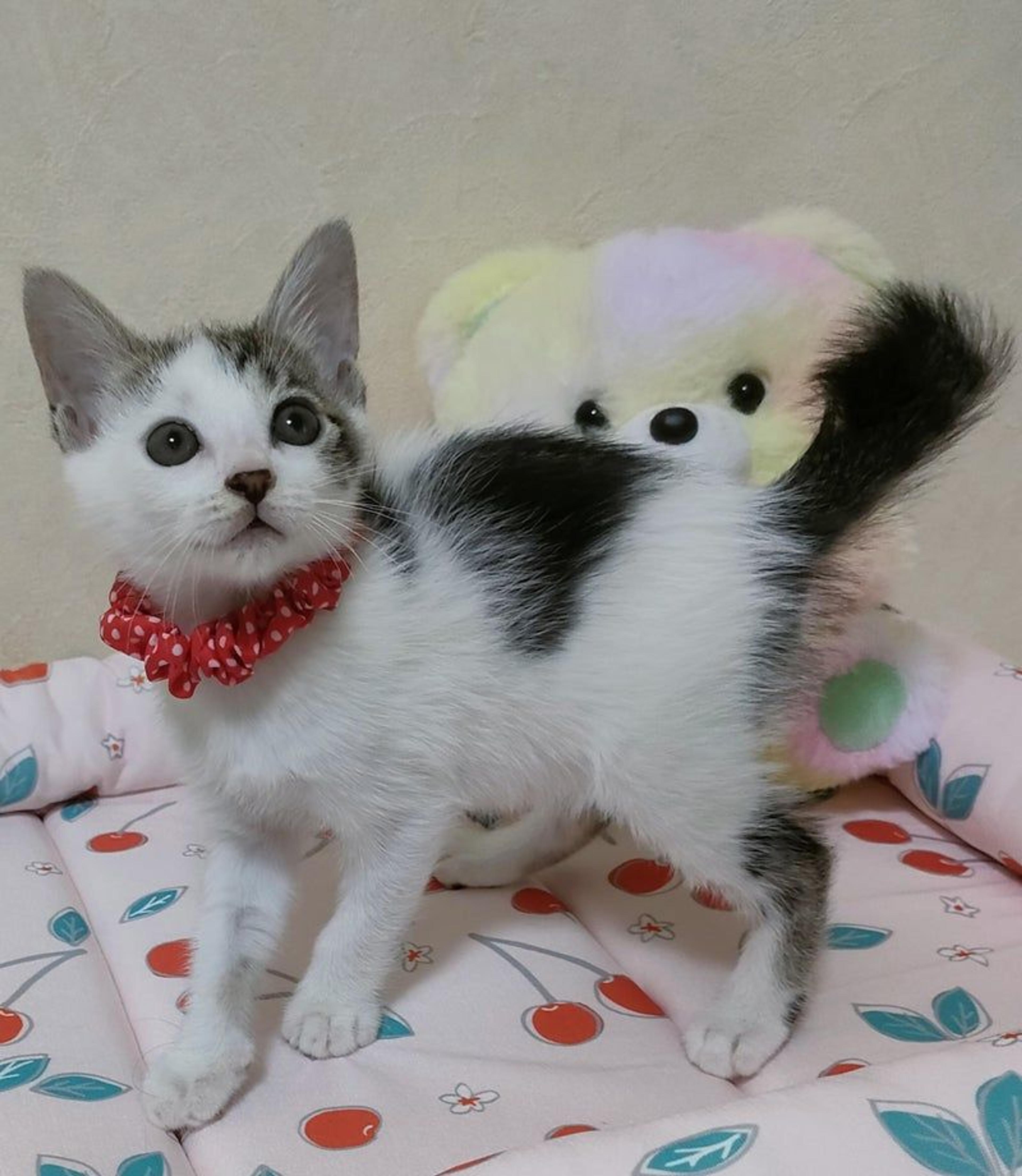 pet-image-4