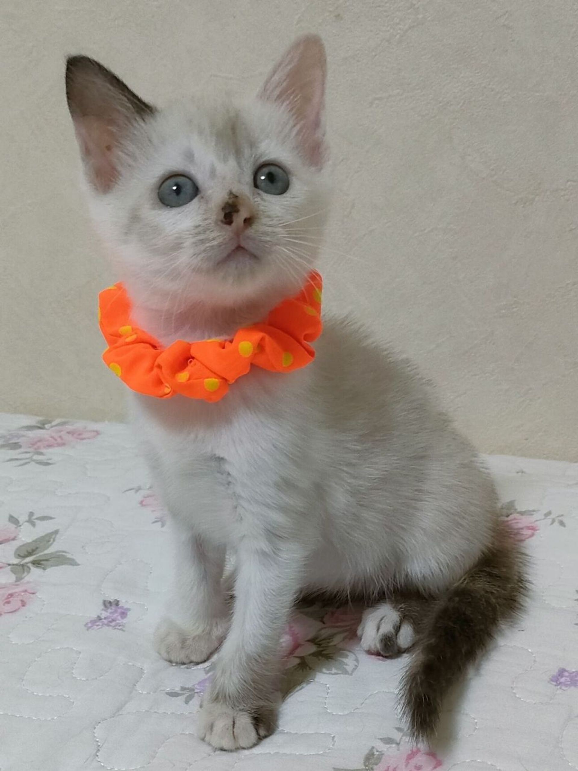 雑種（ミックス猫）・メスの里親募集の写真