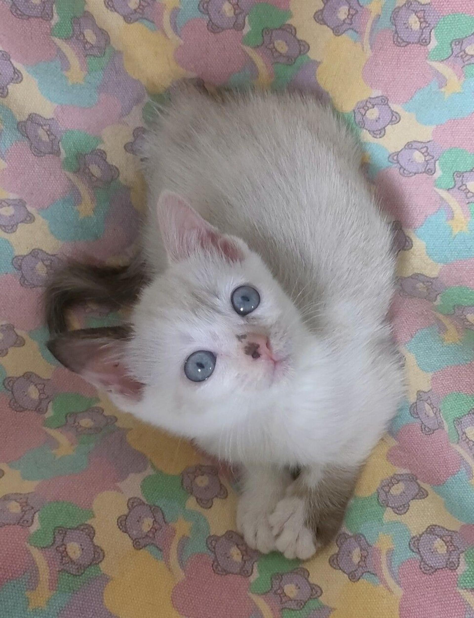 pet-image-2