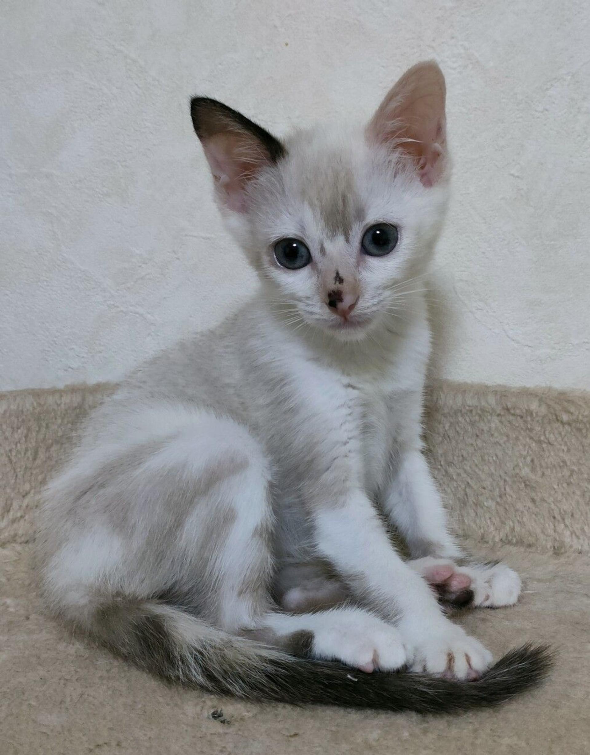 pet-image-3