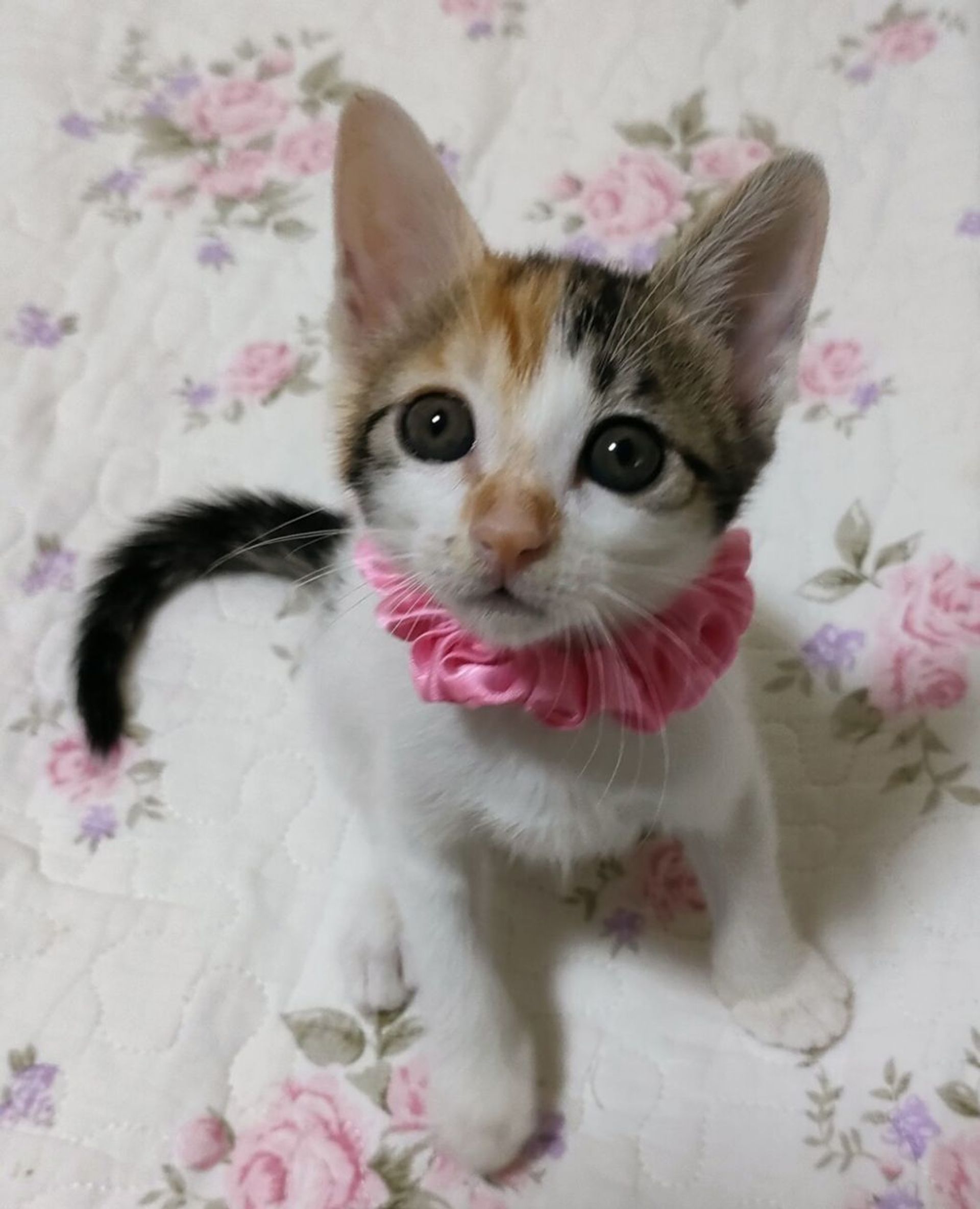 日本猫・メスの里親募集の写真