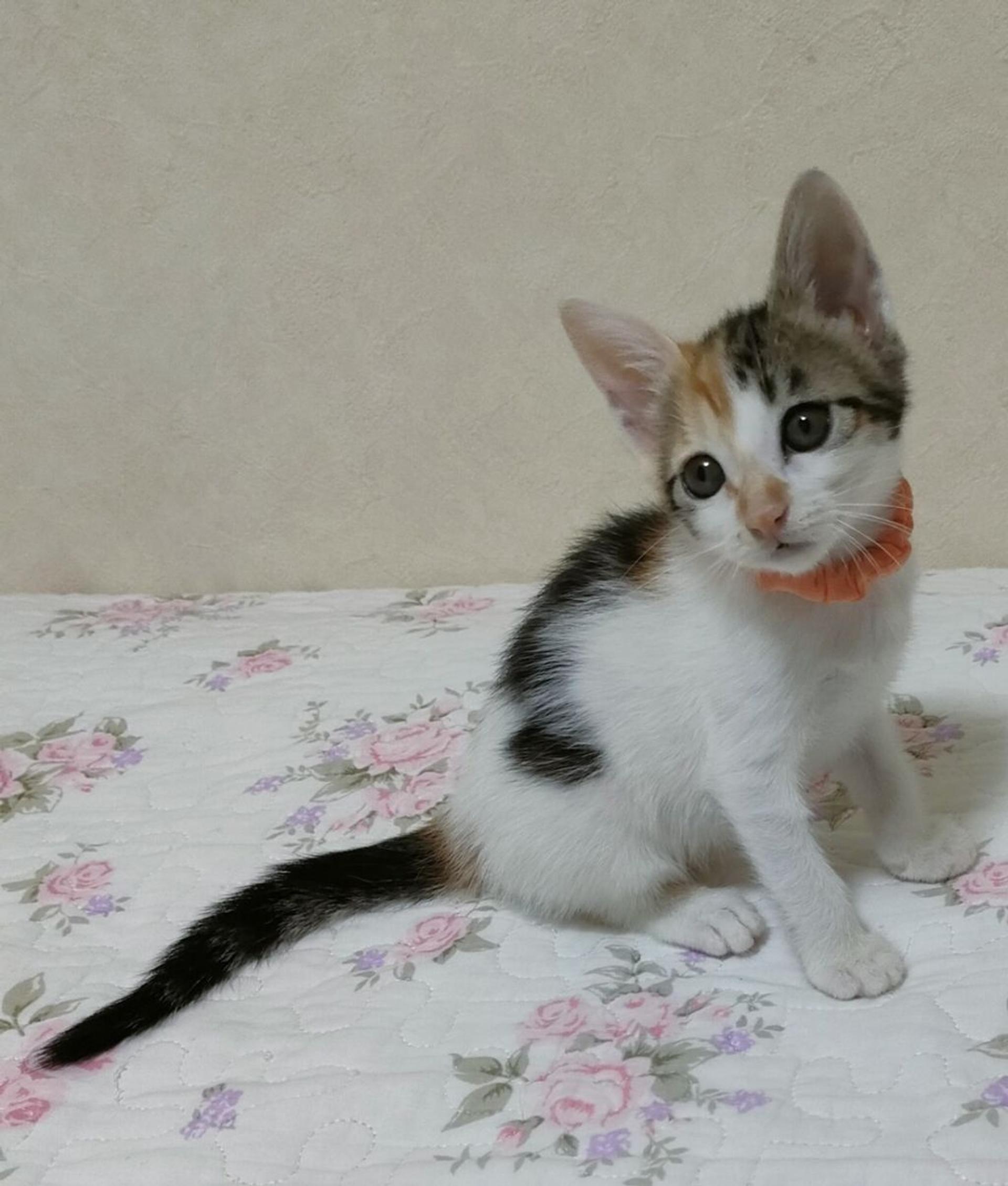 pet-image-2