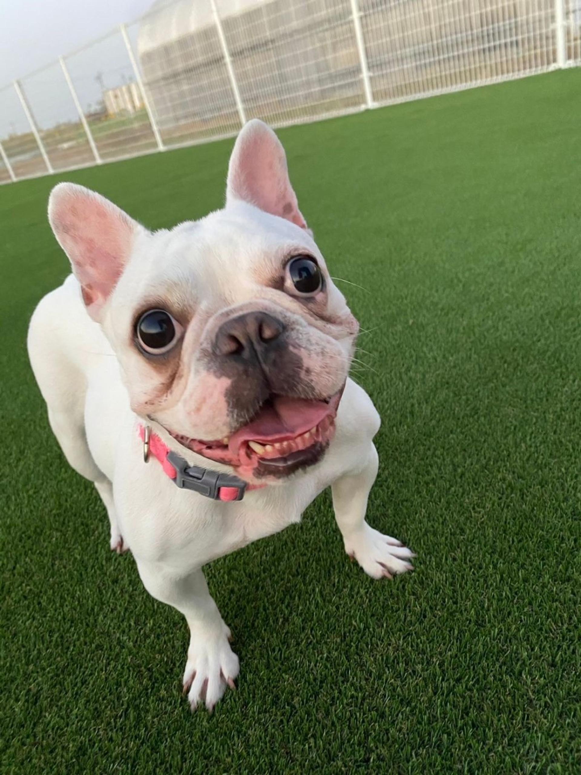 pet-image-2