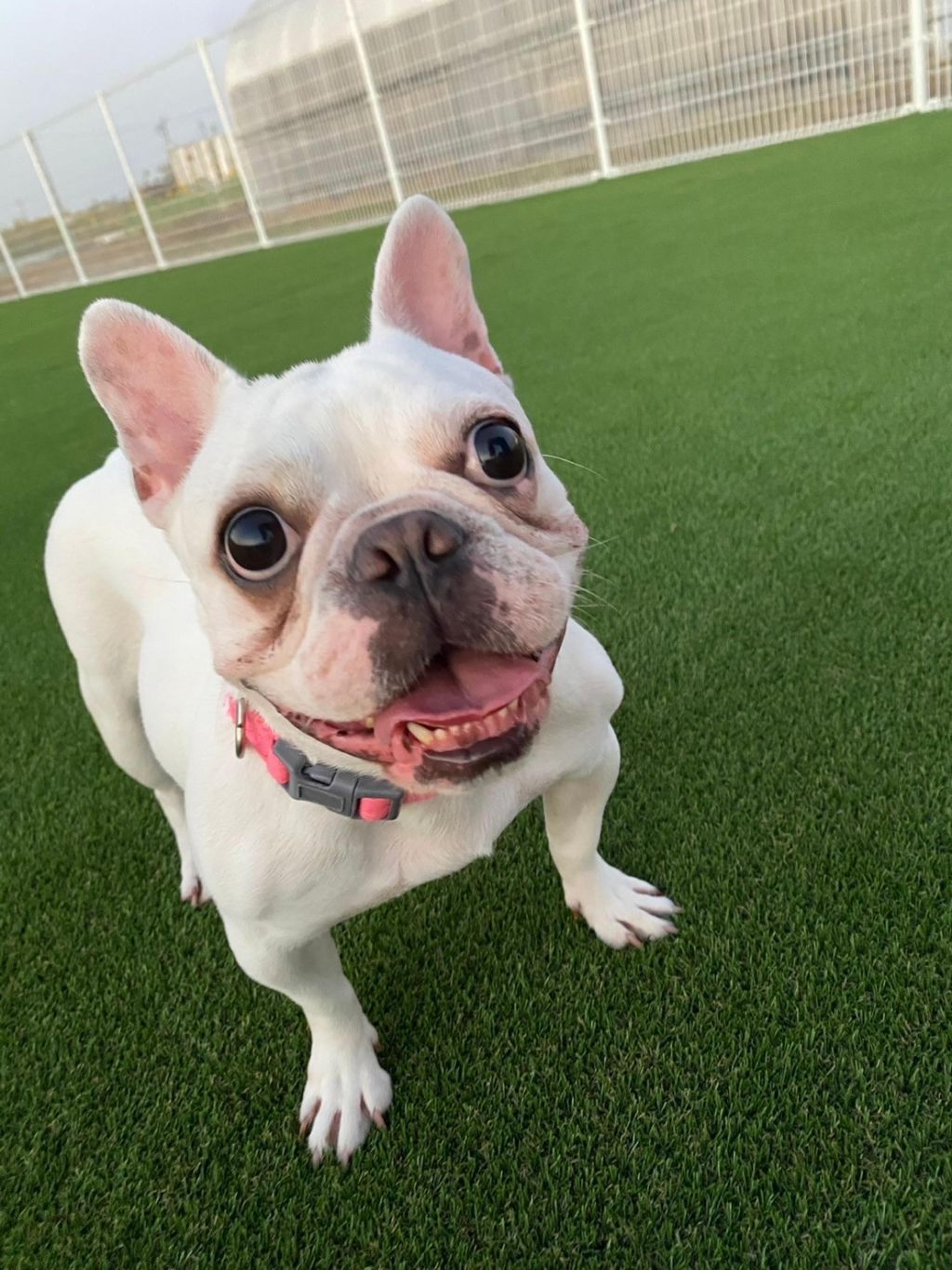pet-image-2