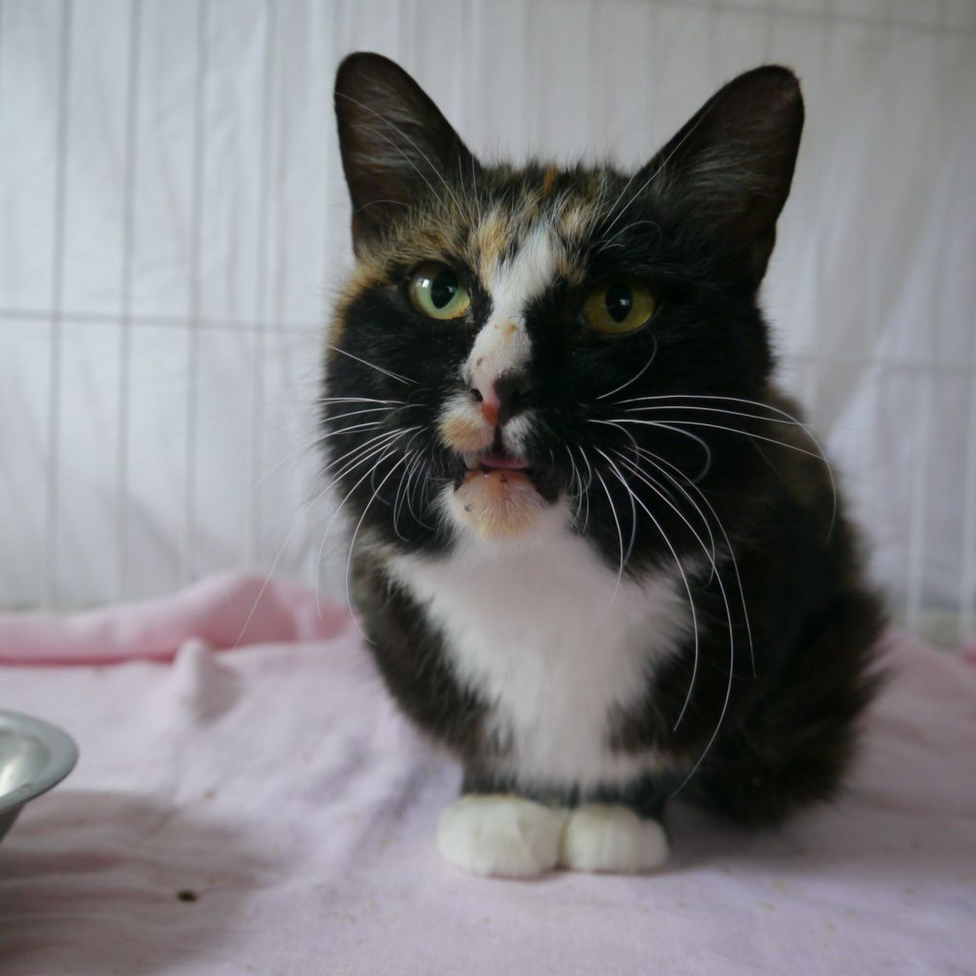 雑種（ミックス猫）・メスの里親募集の写真