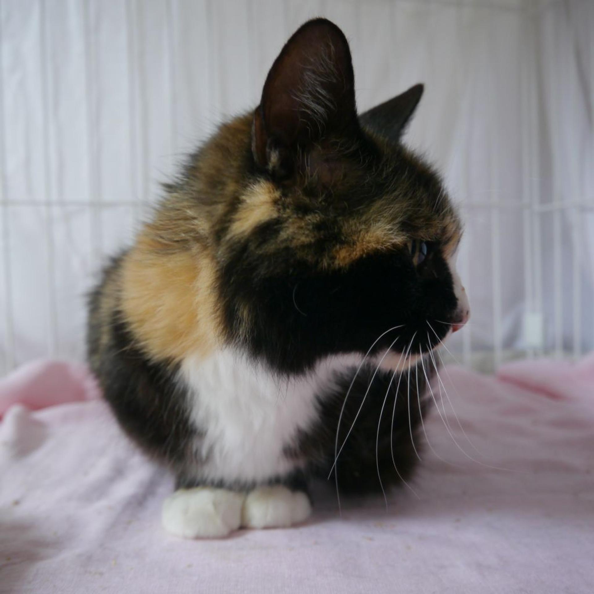 pet-image-2