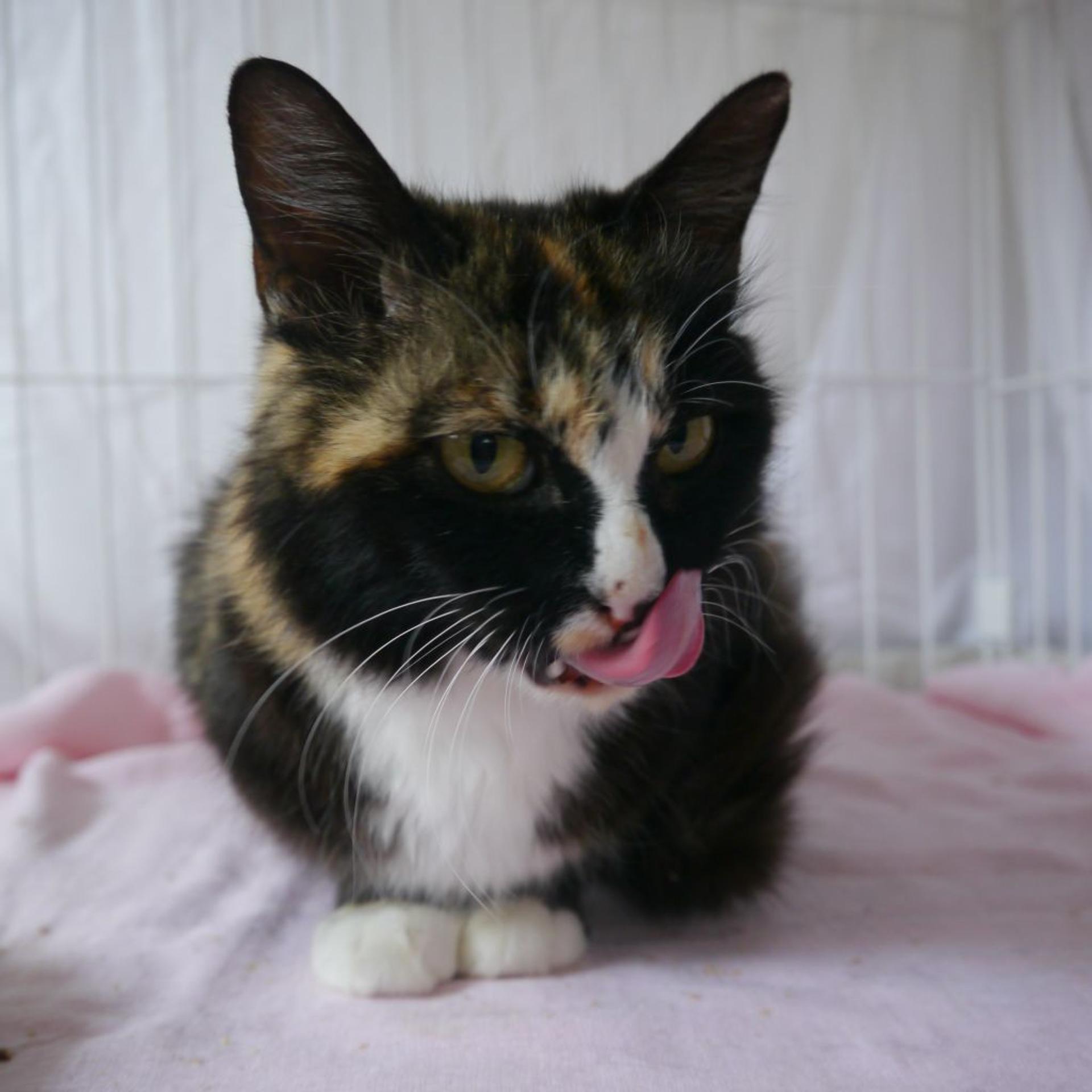 pet-image-3