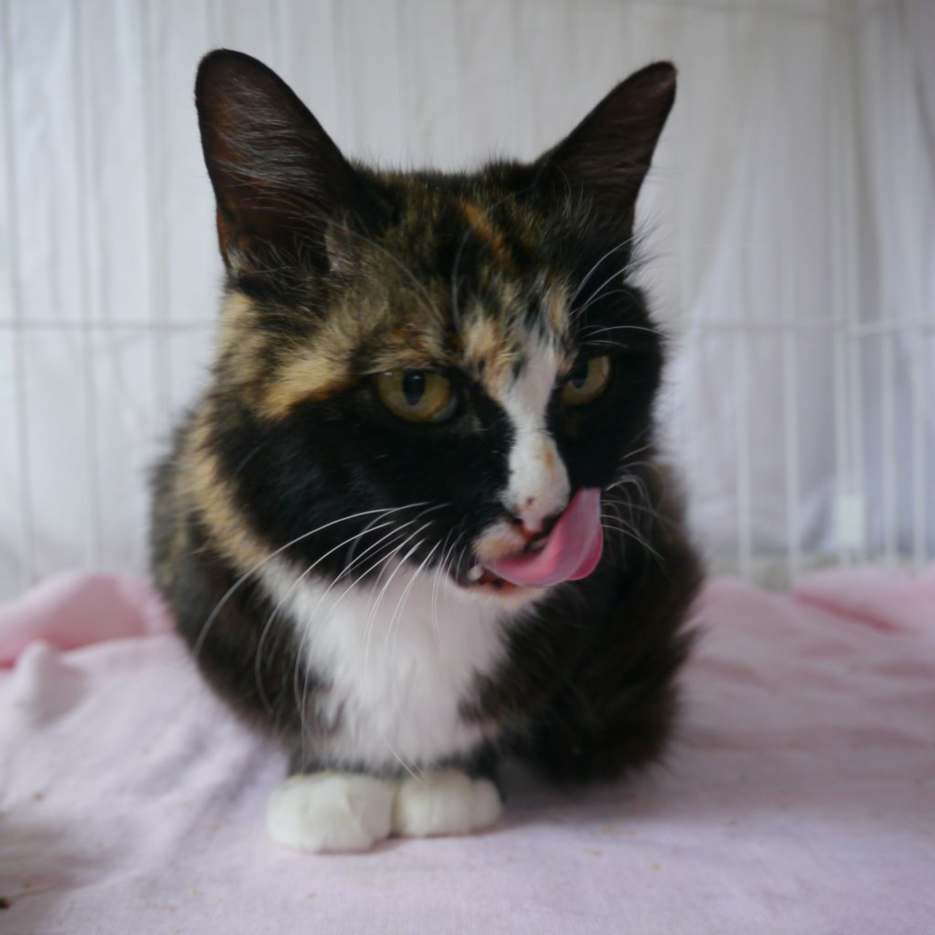 性格優良児☆半長毛三毛さん | 雑種（ミックス猫） | 猫の里親をさがす