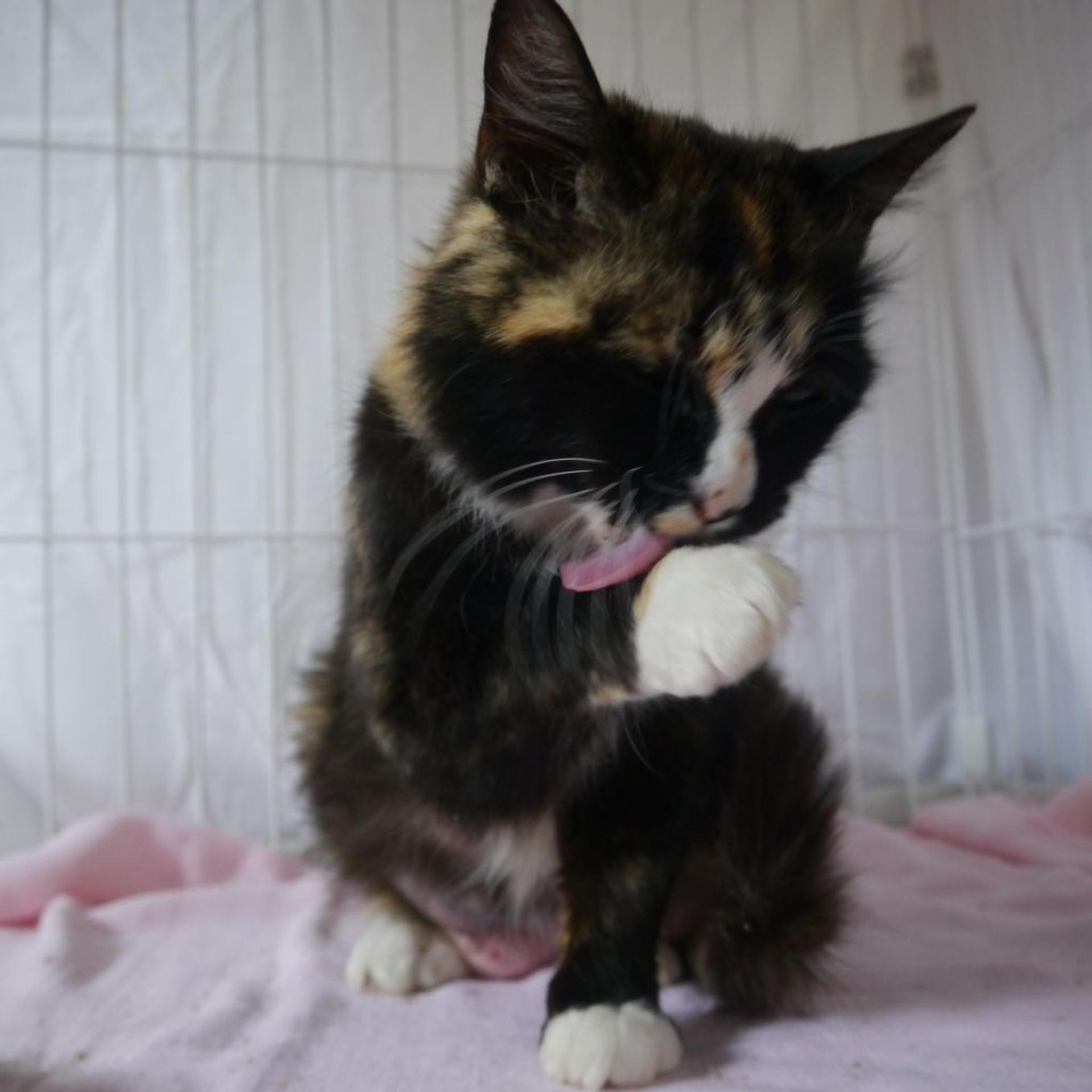 pet-image-4