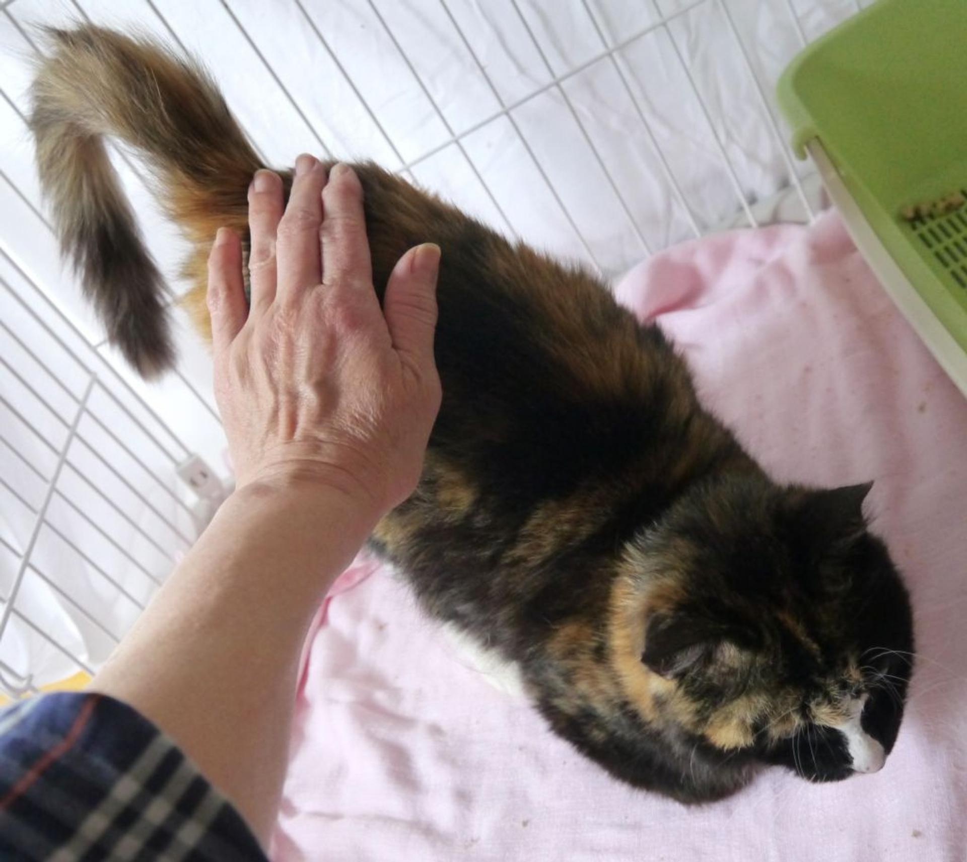 pet-image-5