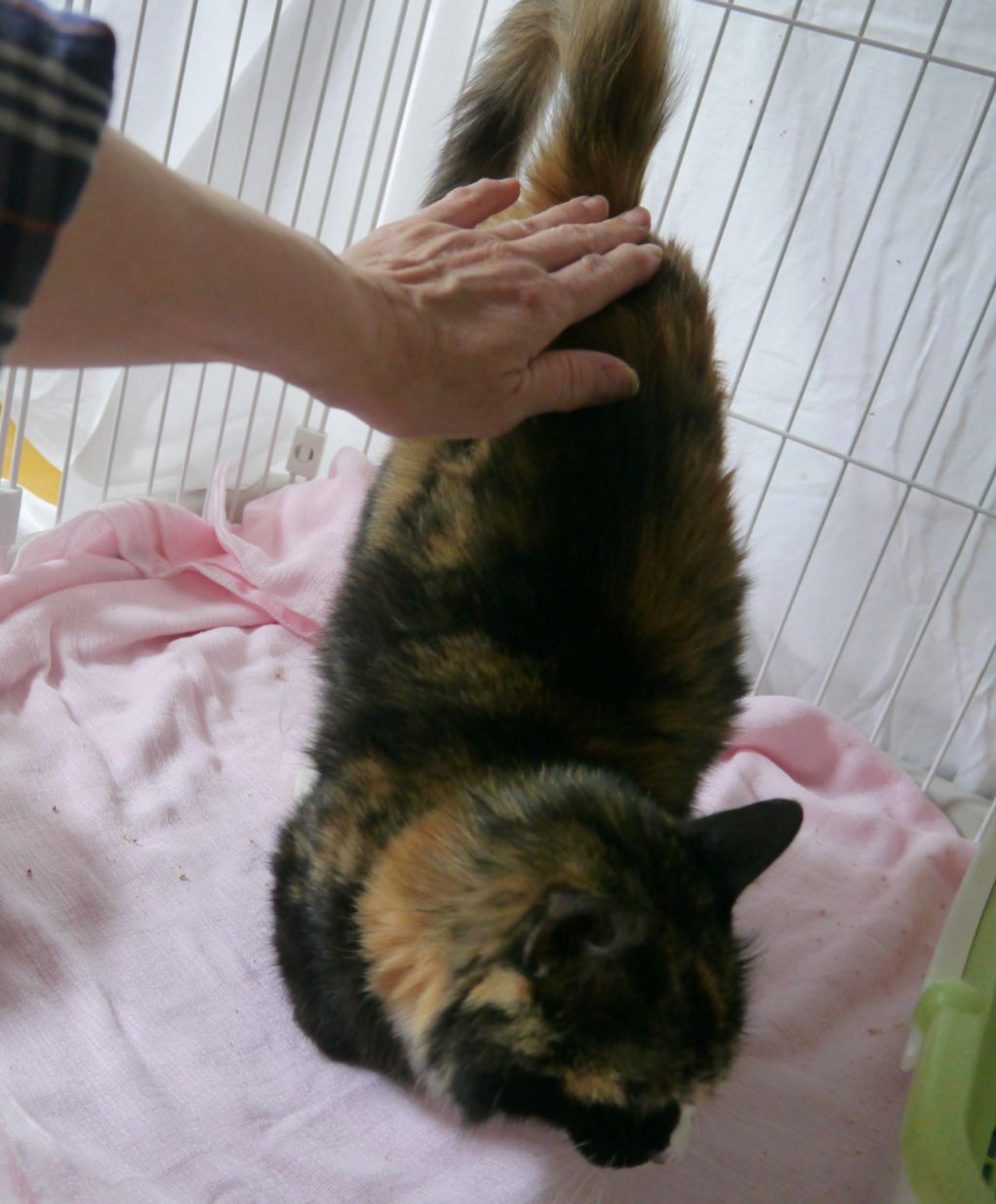 pet-image-6