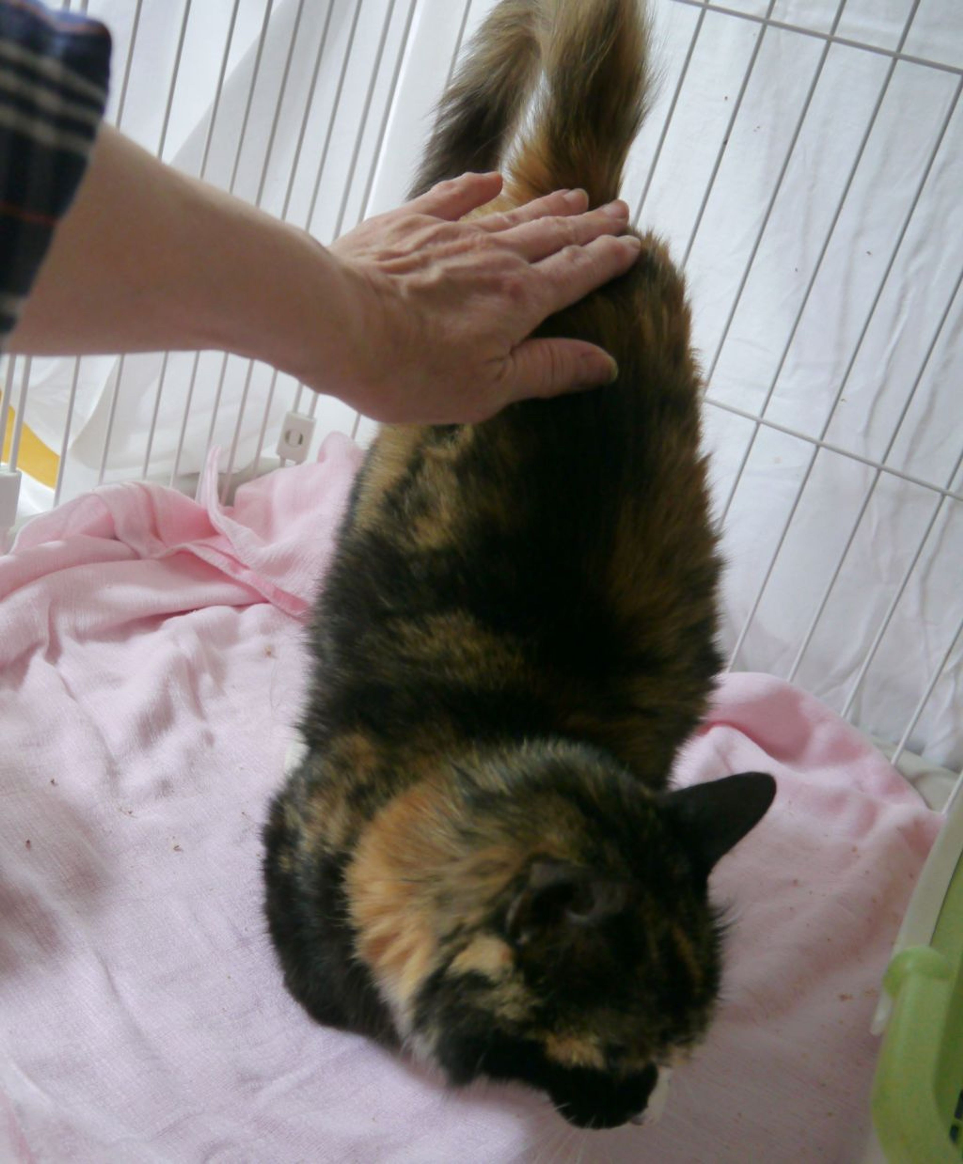 pet-image-6