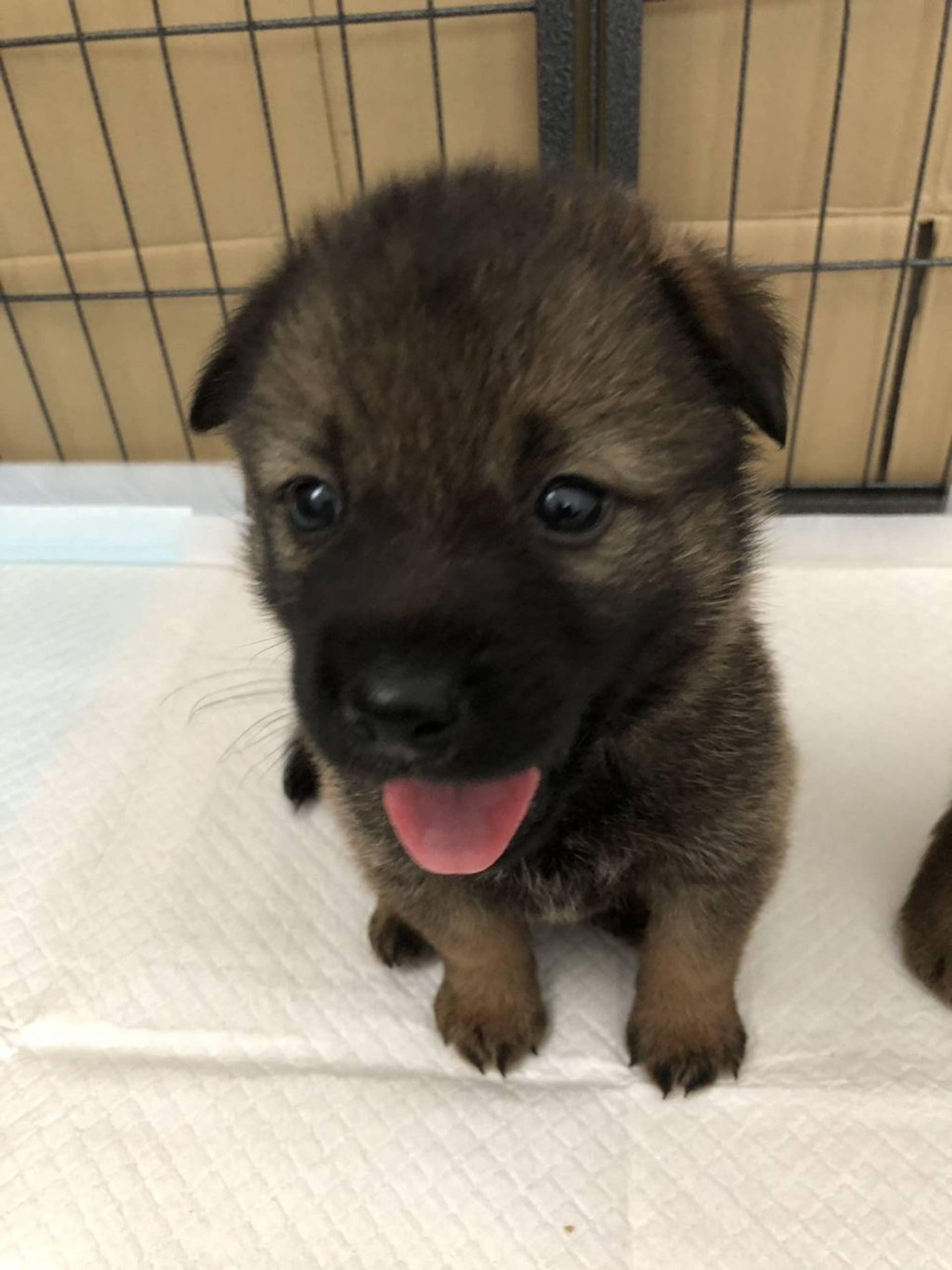 雑種（ミックス犬）・オスの里親募集の写真