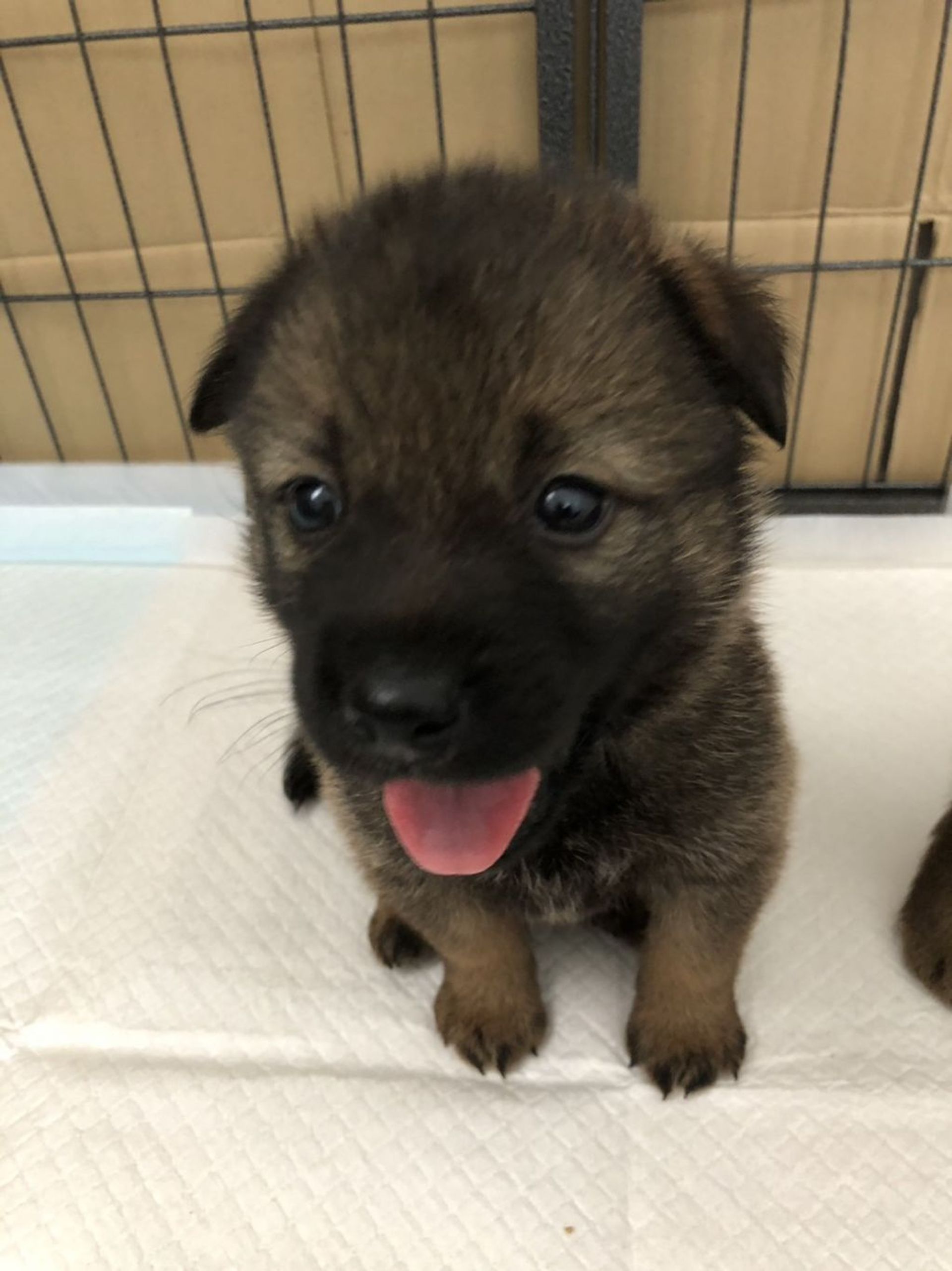 雑種（ミックス犬）・オスの里親募集の写真