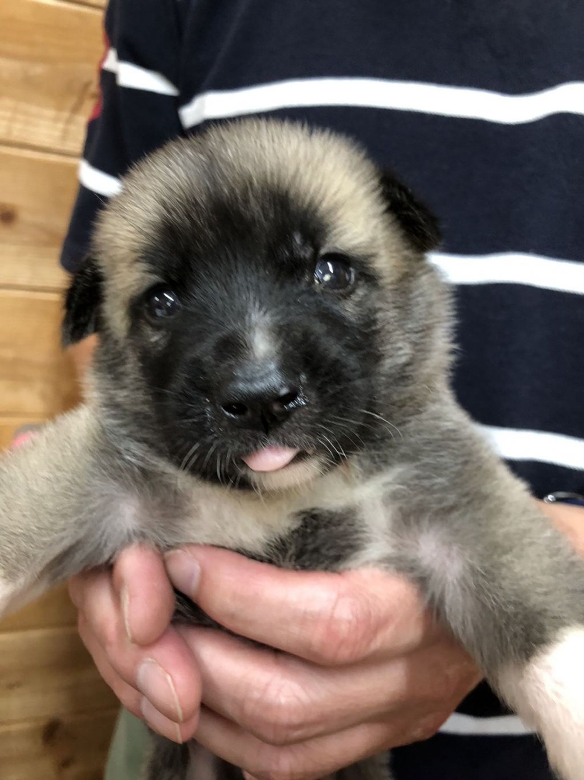 雑種（ミックス犬）・オスの里親募集の写真