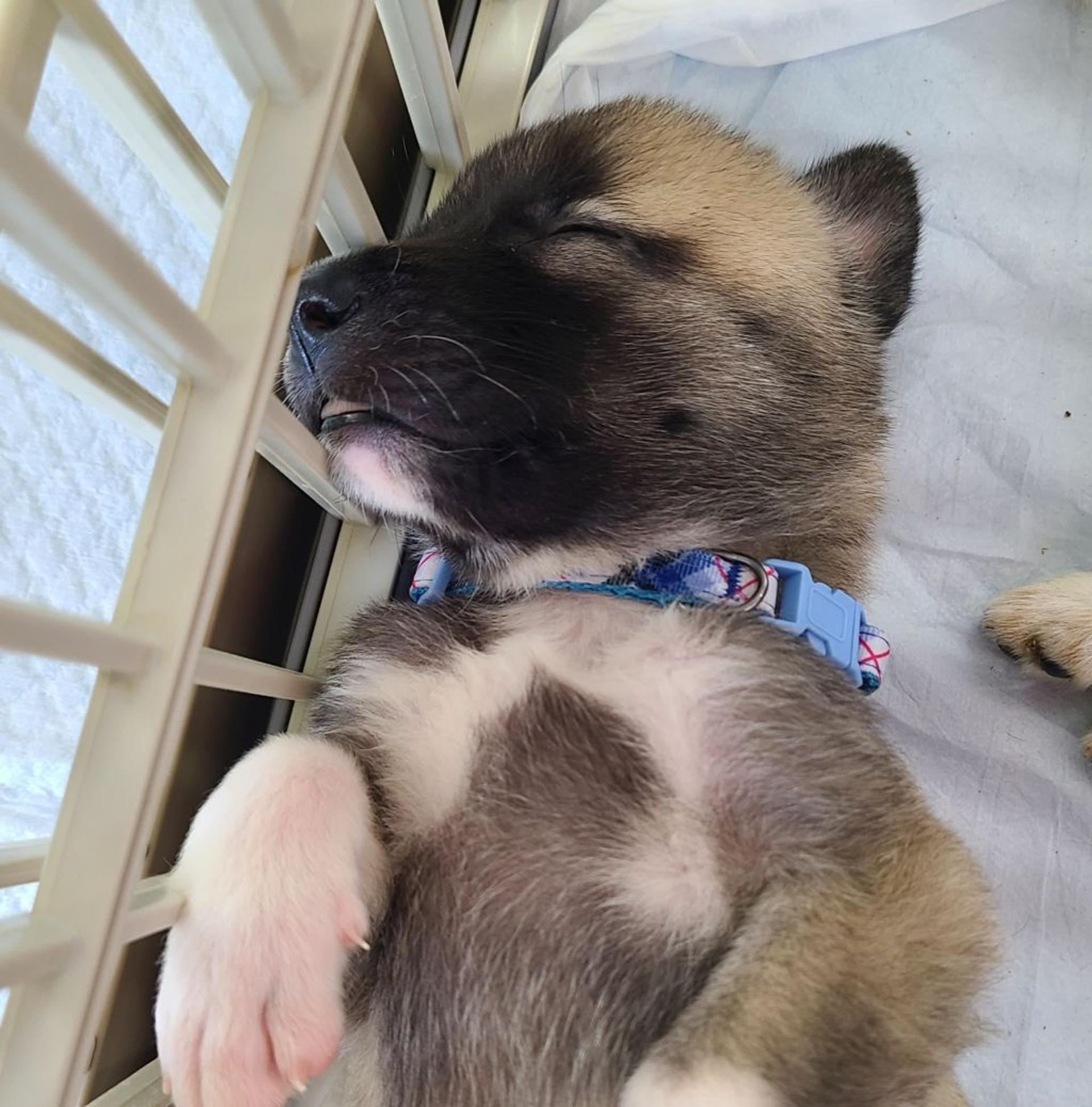 pet-image-4