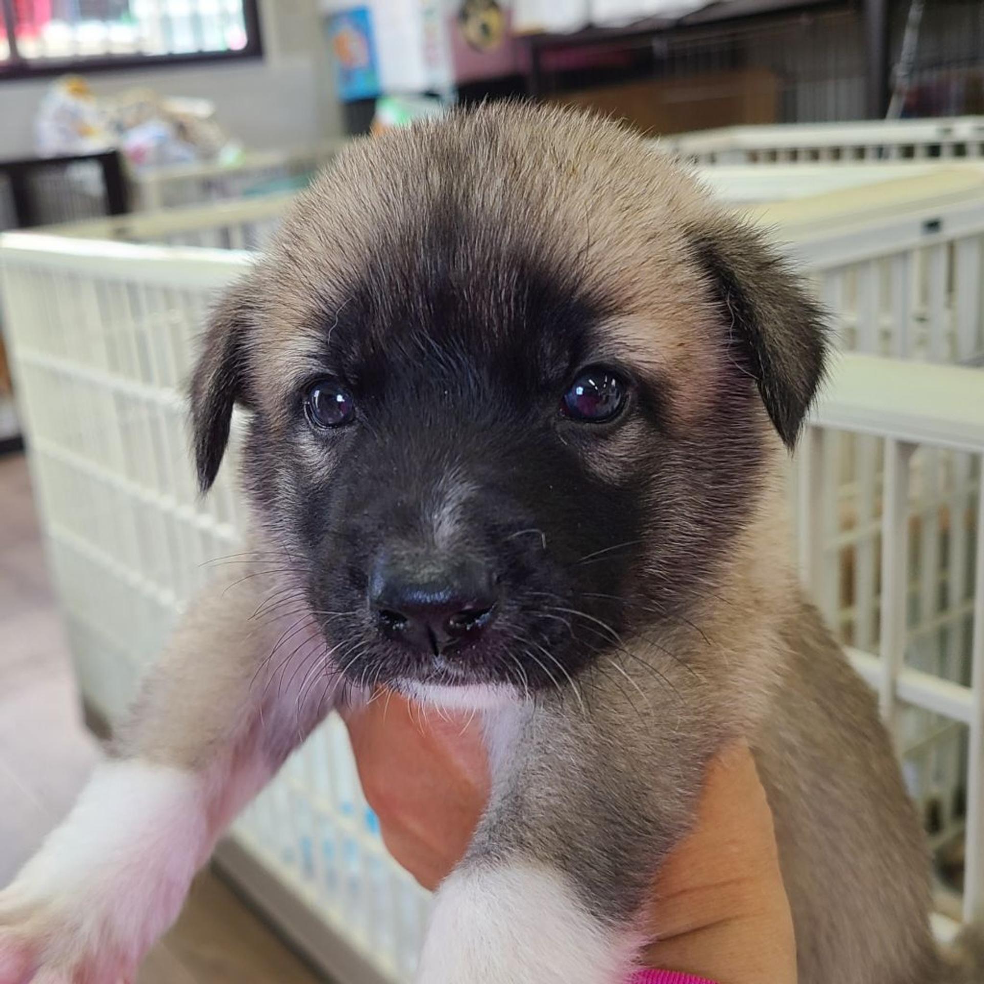 pet-image-2