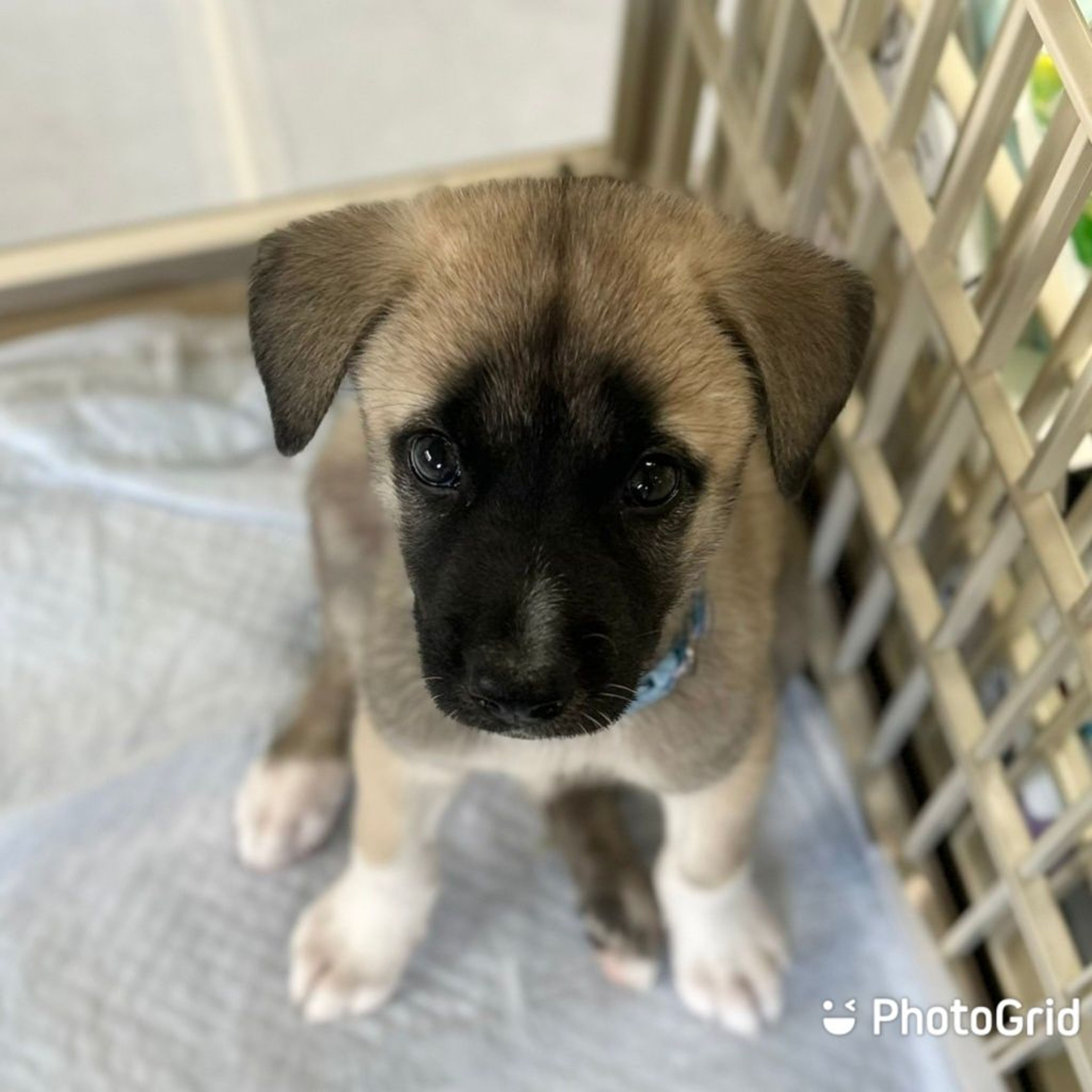pet-image-3