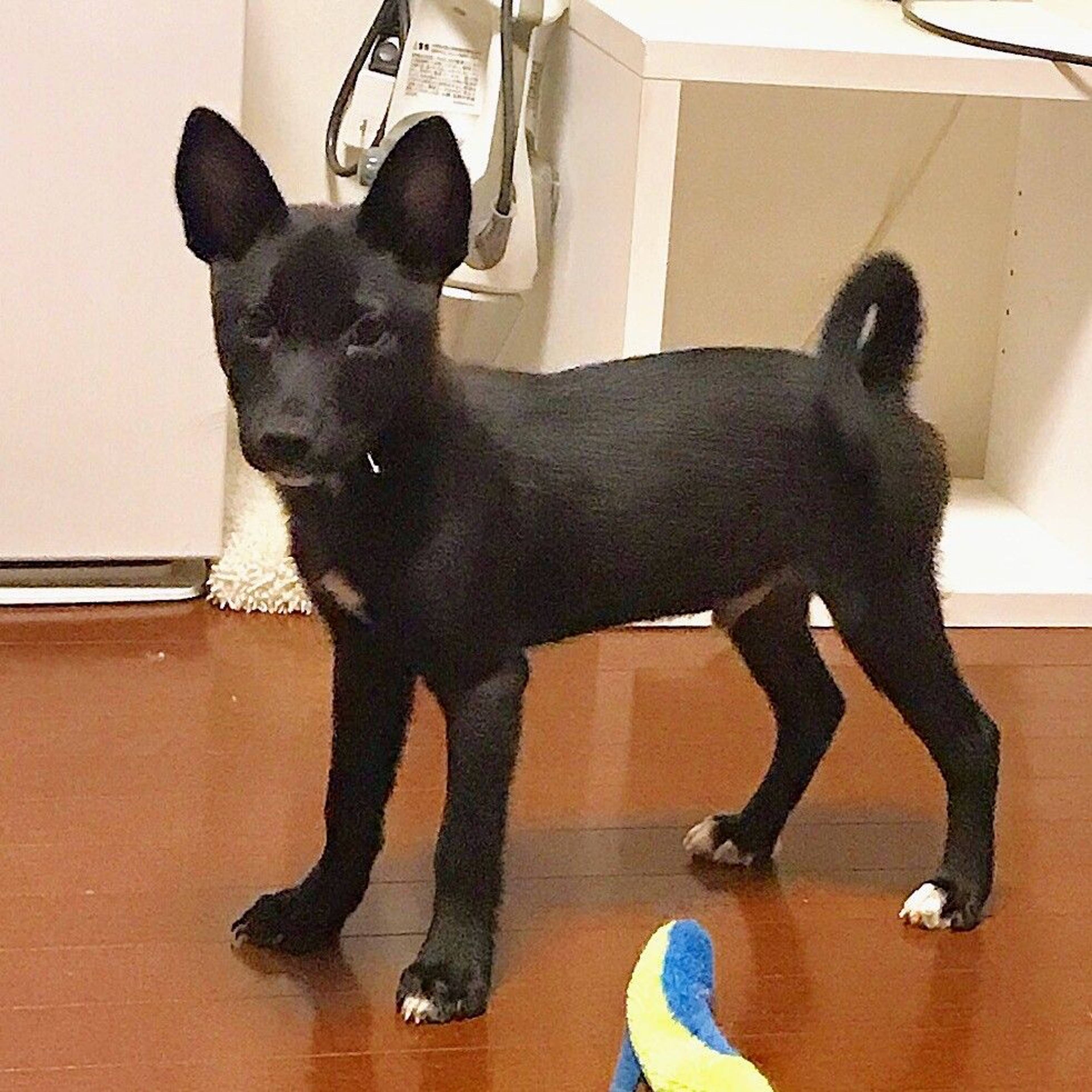 雑種（ミックス犬）・オスの里親募集の写真