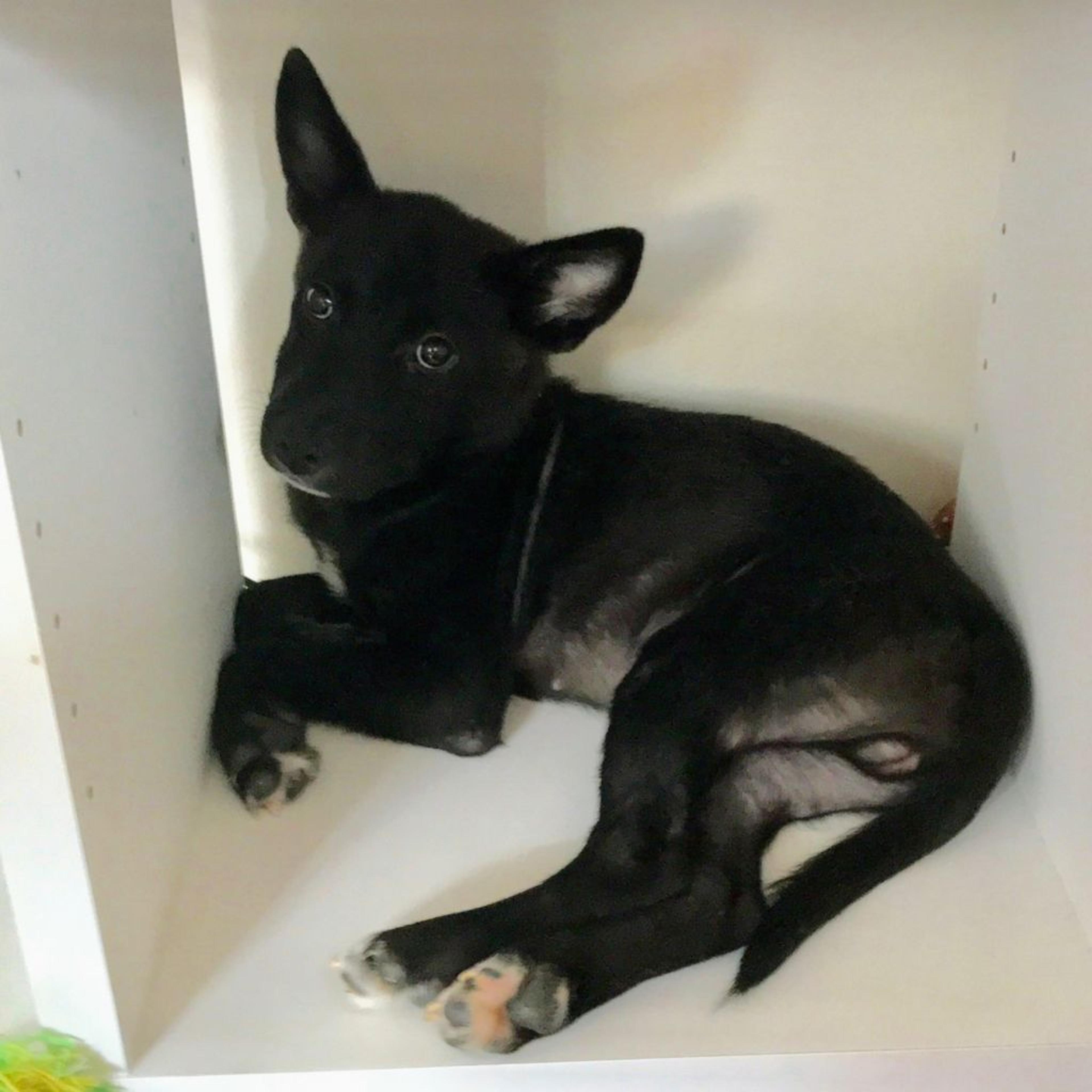 pet-image-3