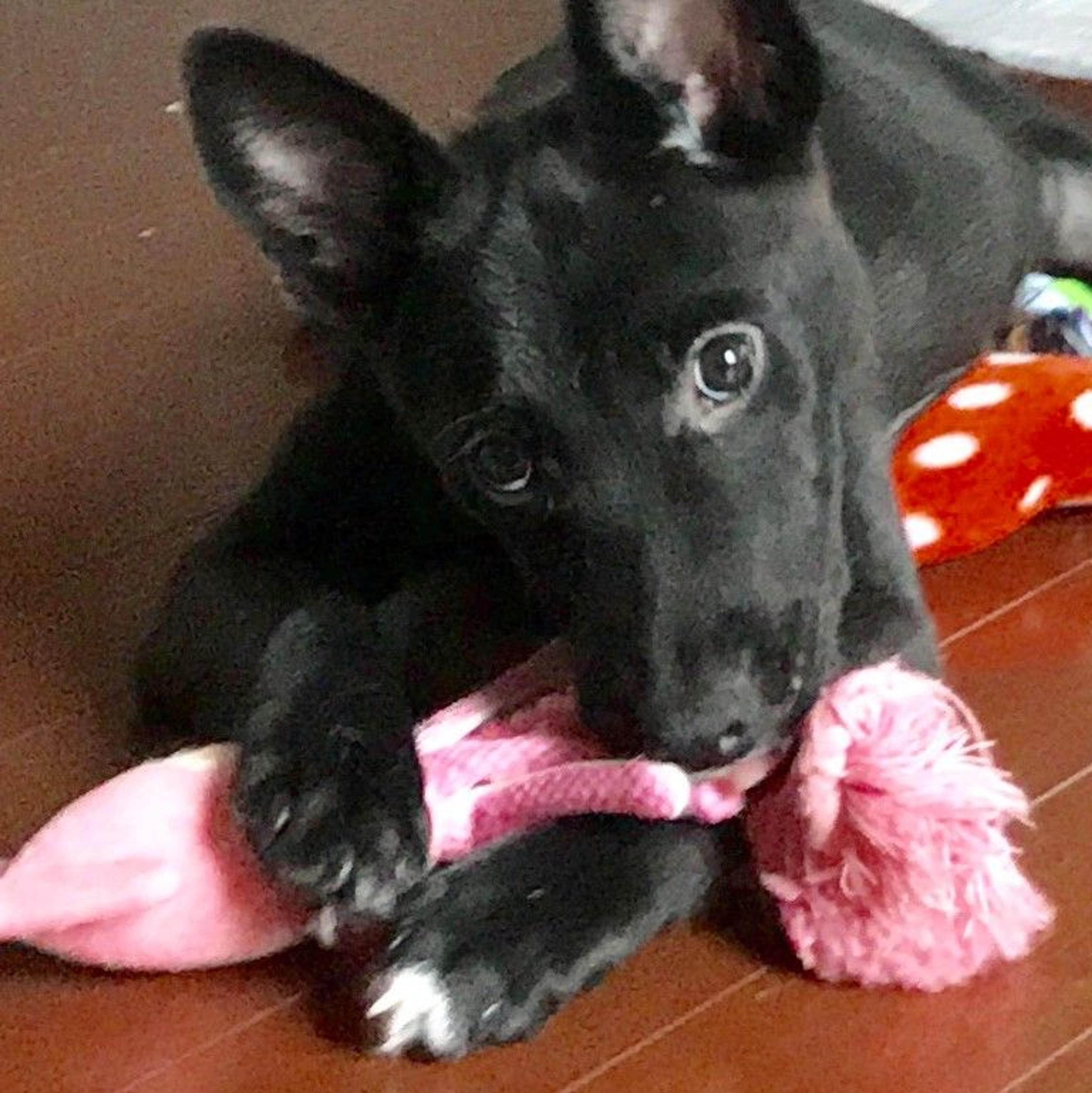 pet-image-2