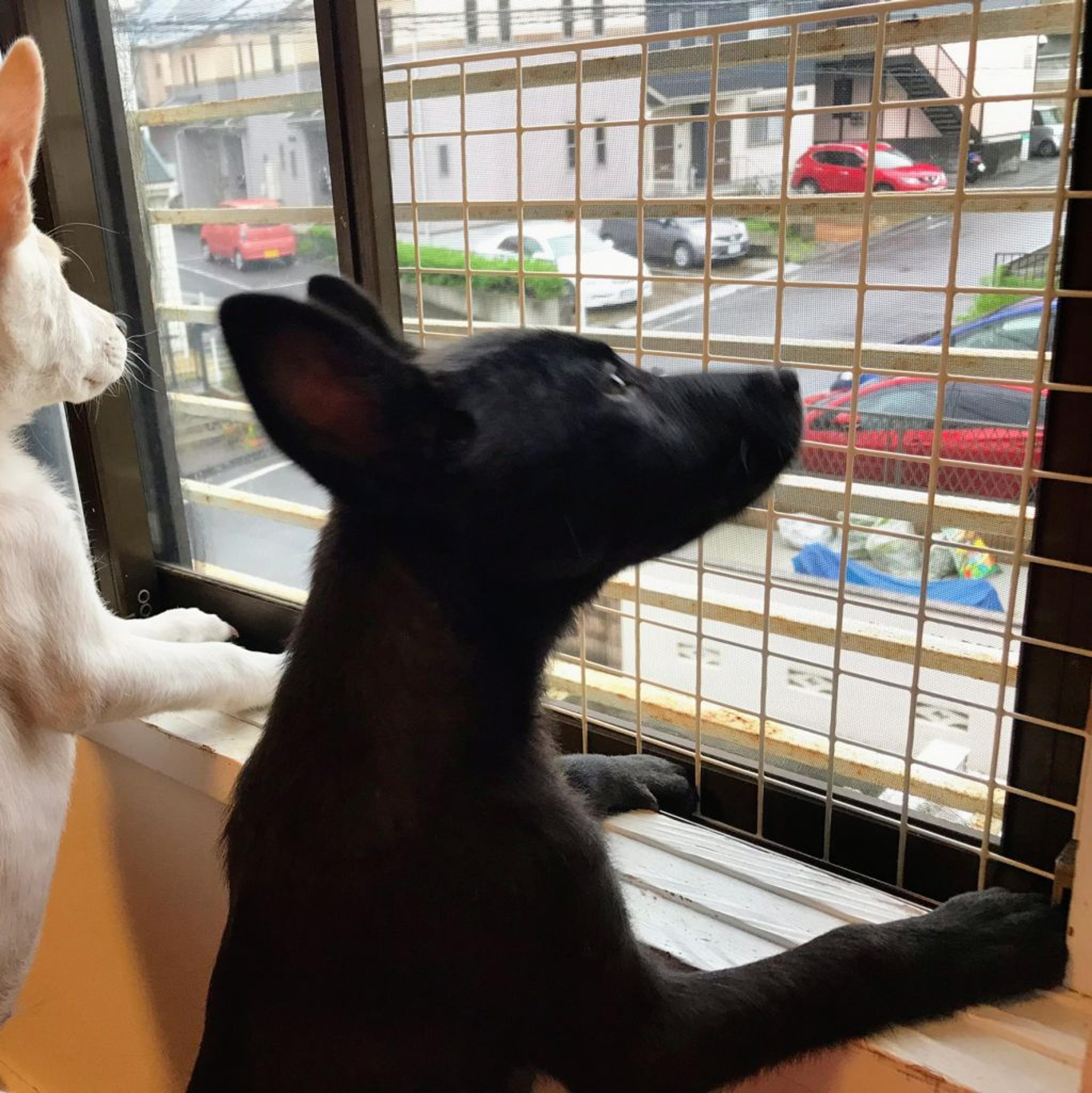 pet-image-4