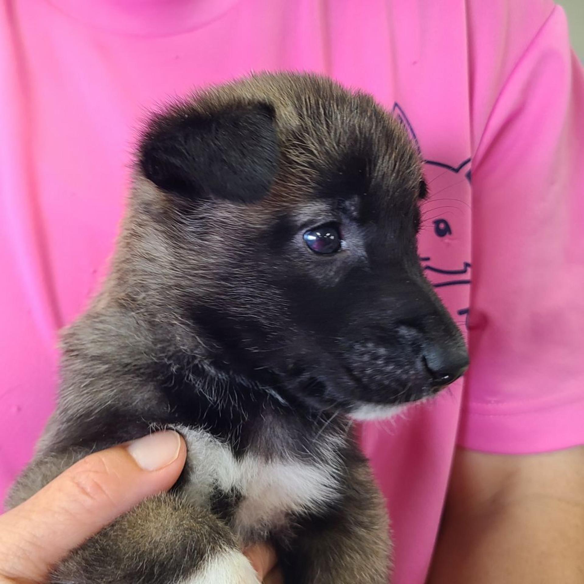 pet-image-2