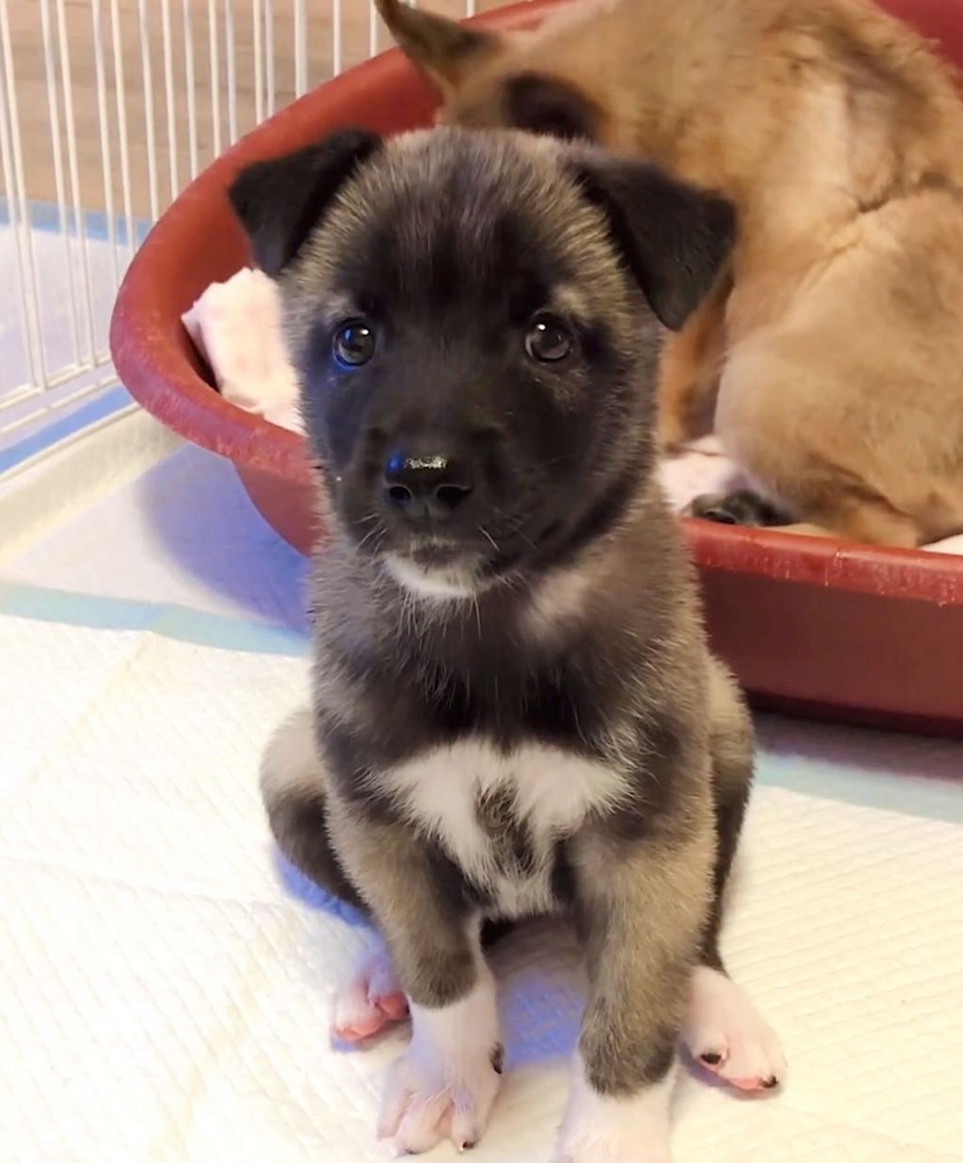 雑種（ミックス犬）・メスの里親募集の写真
