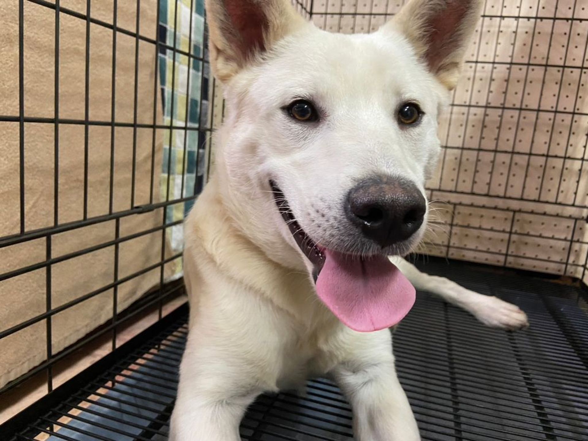 雑種（ミックス犬）・オスの里親募集の写真