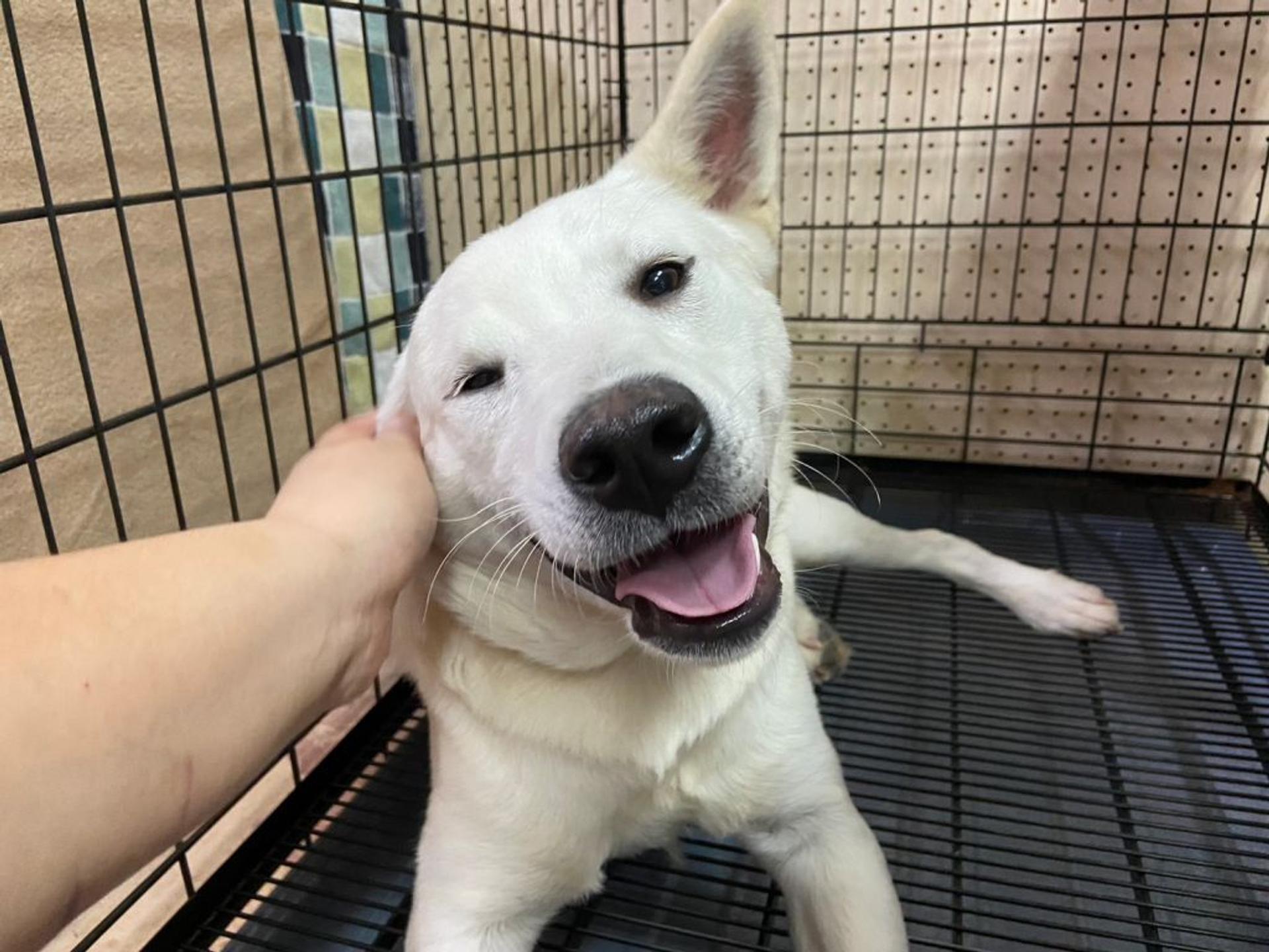 pet-image-3