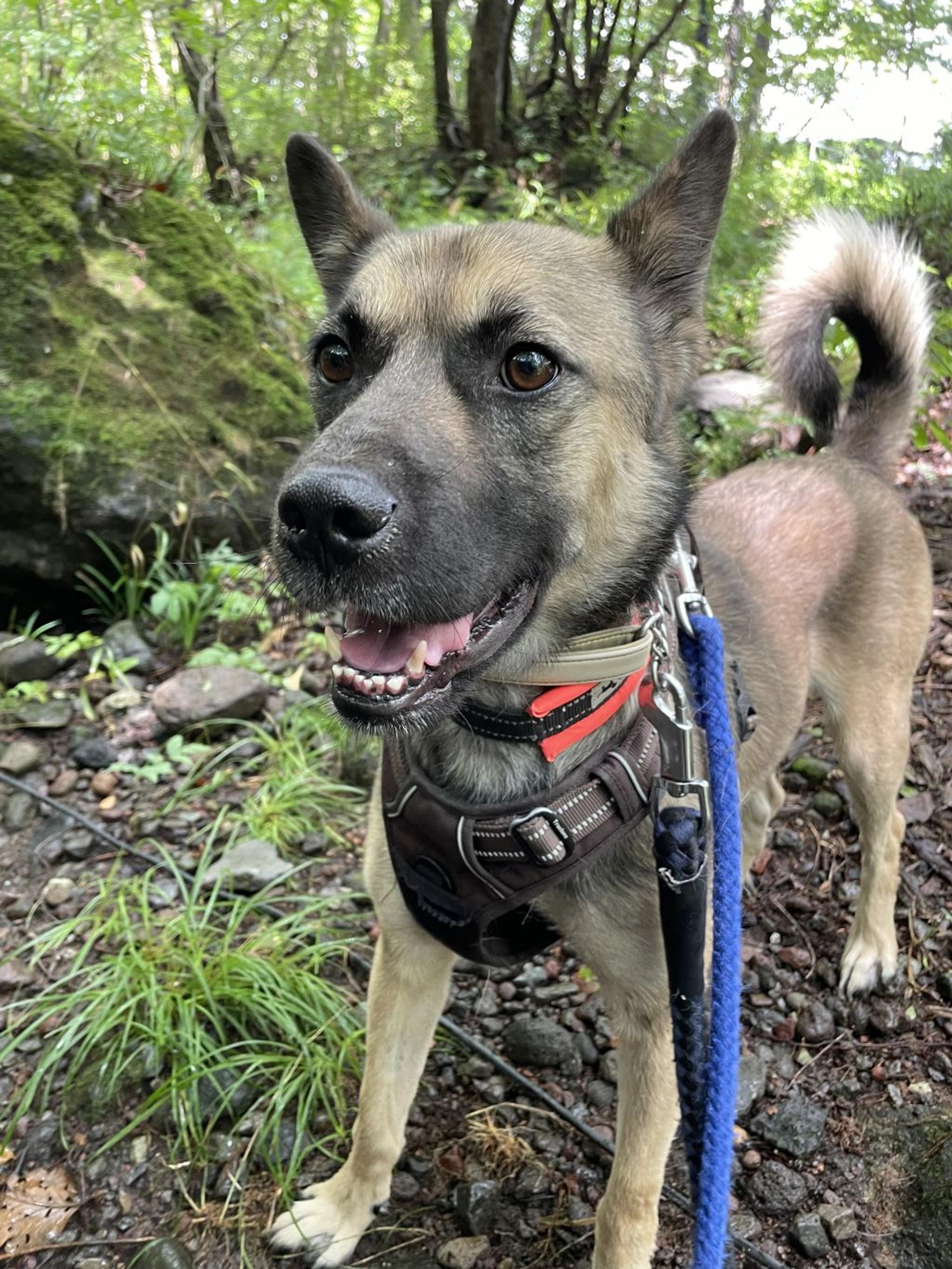 pet-image-2