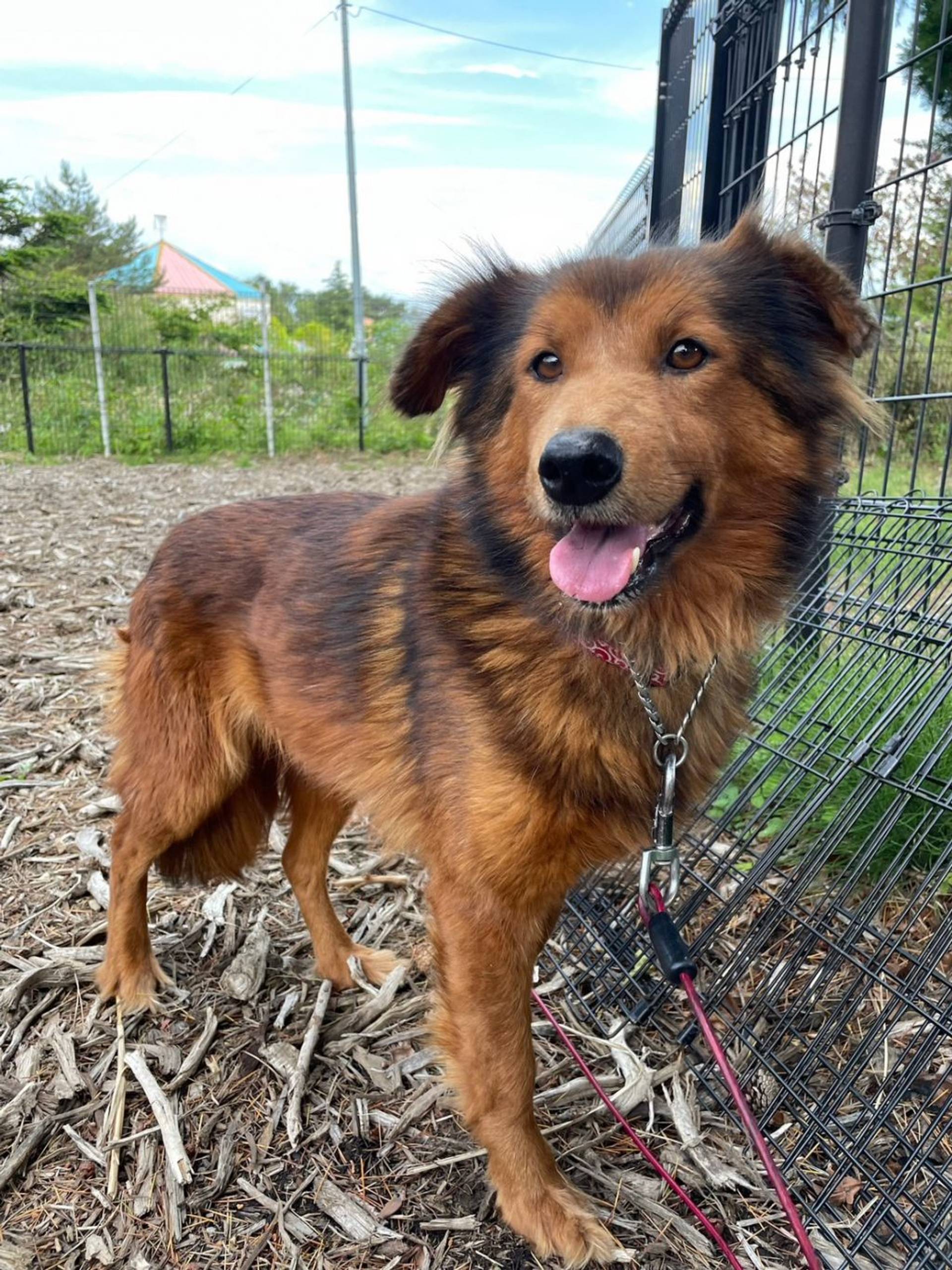 雑種（ミックス犬）・メスの里親募集の写真