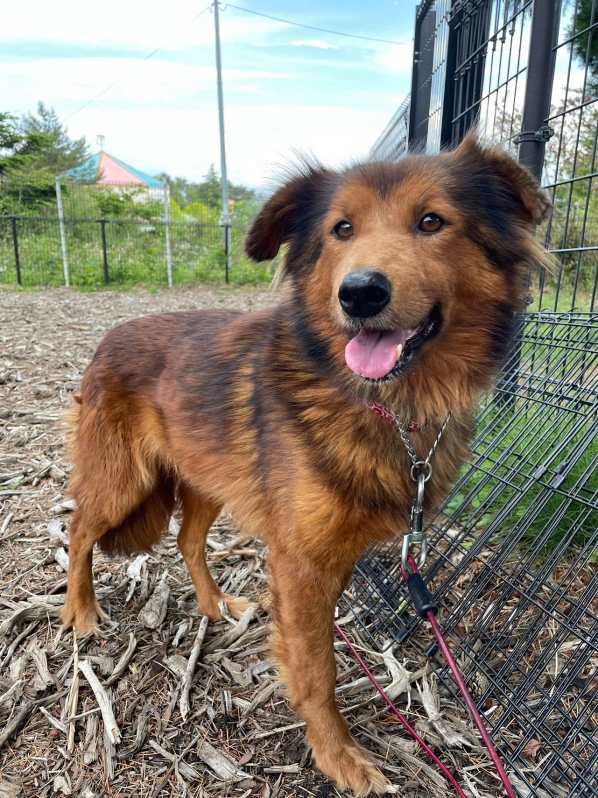 雑種（ミックス犬）・メスの里親募集の写真