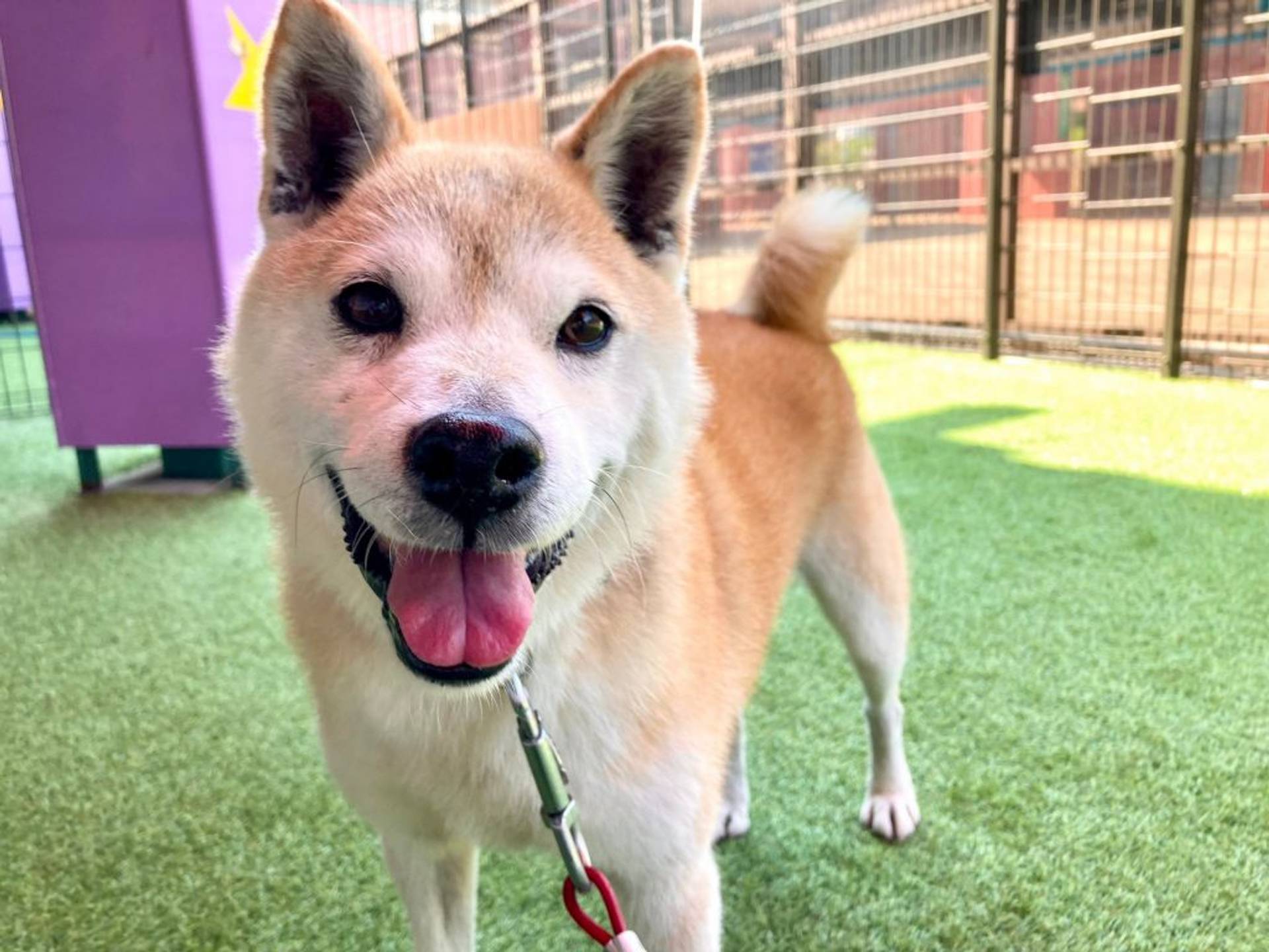 雑種（ミックス犬）・オスの里親募集の写真