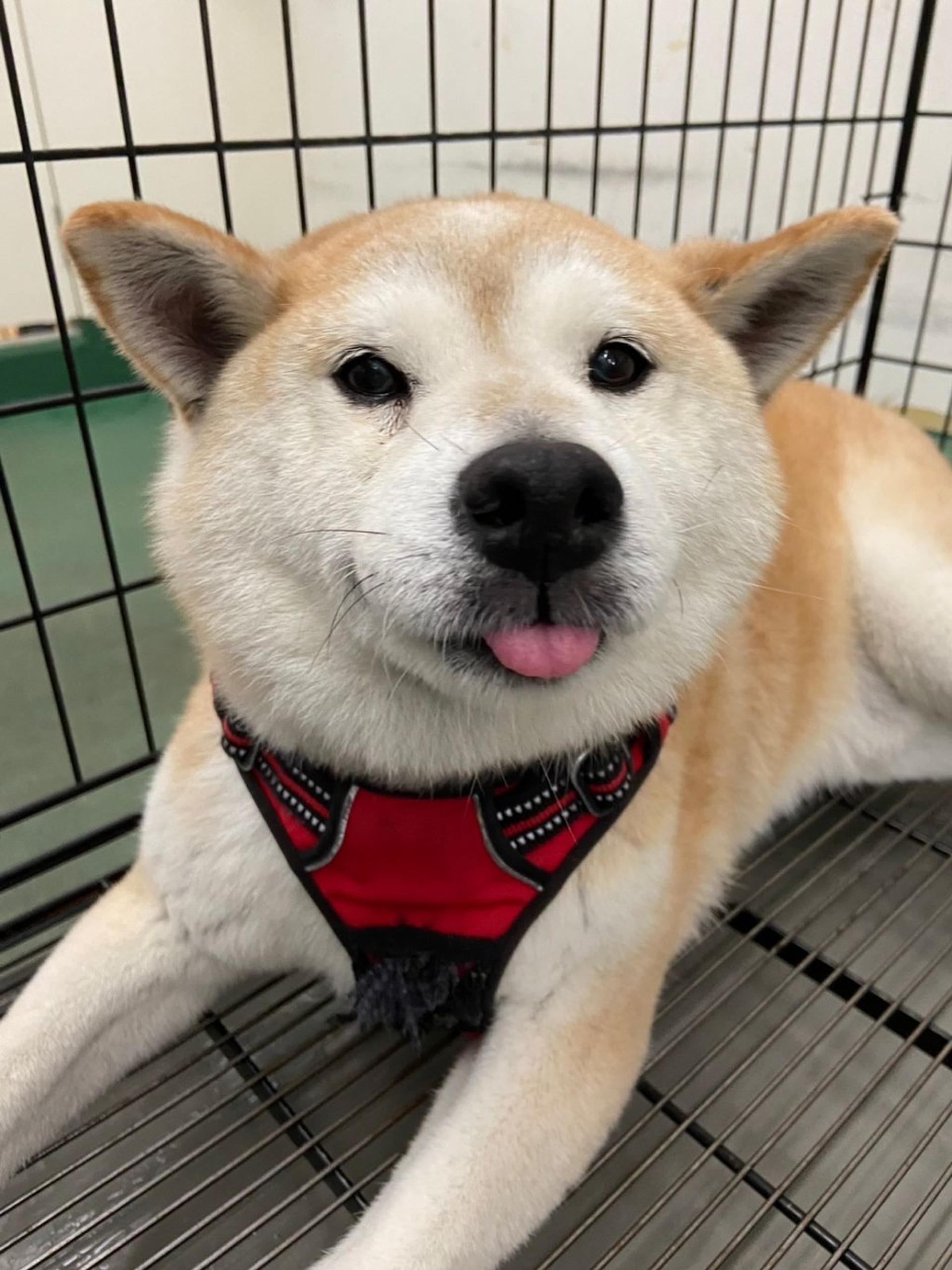 pet-image-2