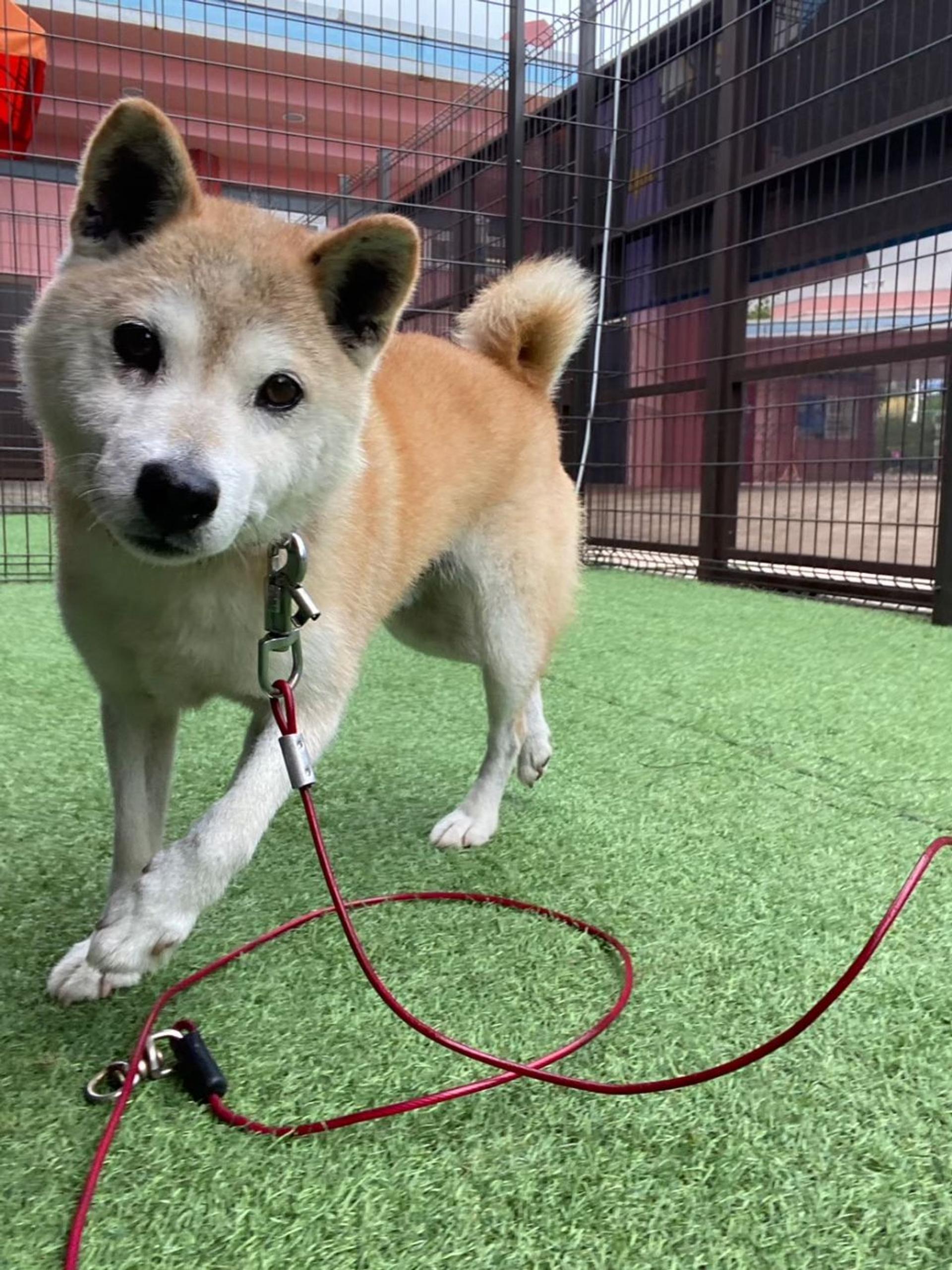 pet-image-4