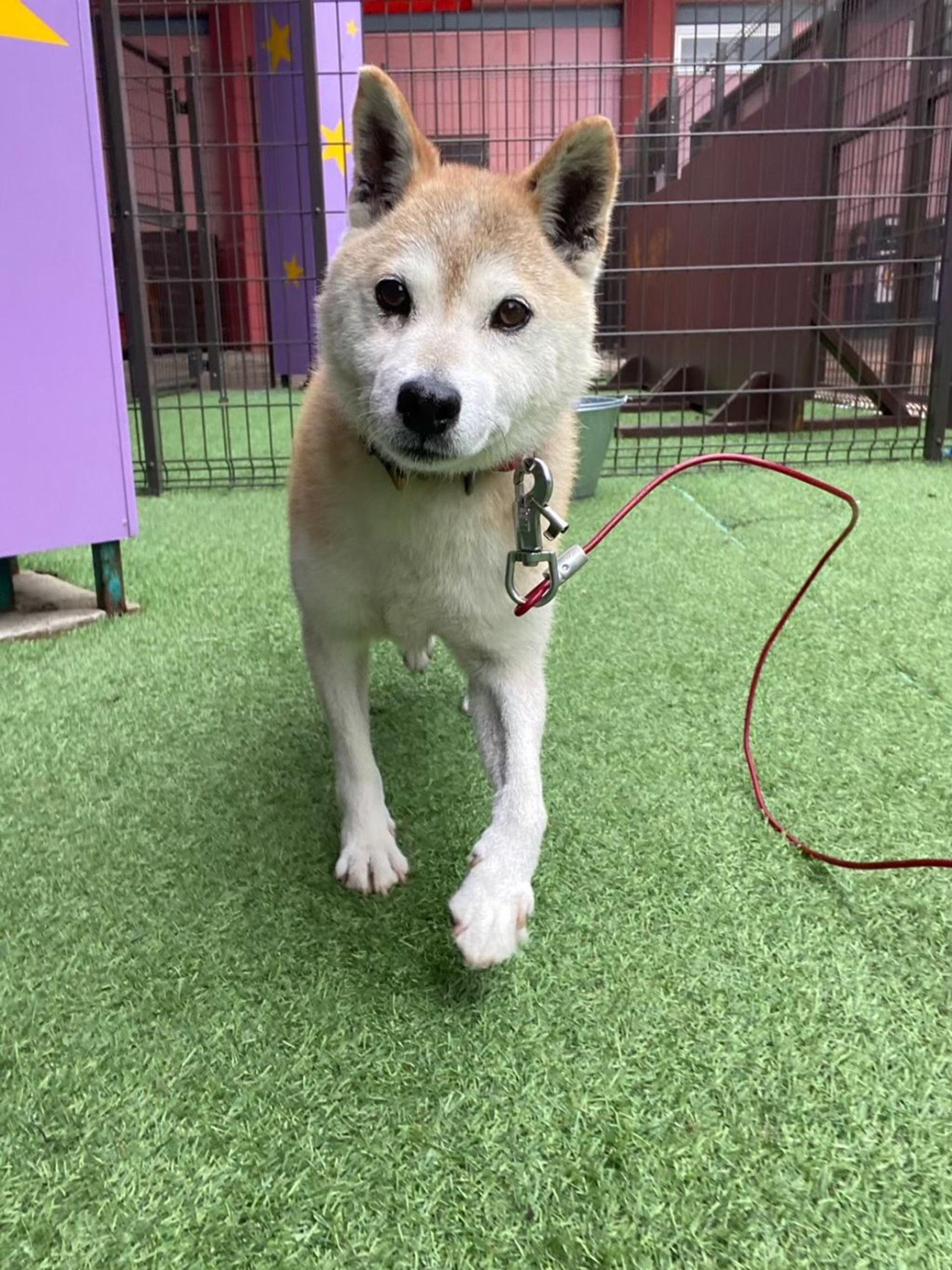 pet-image-6