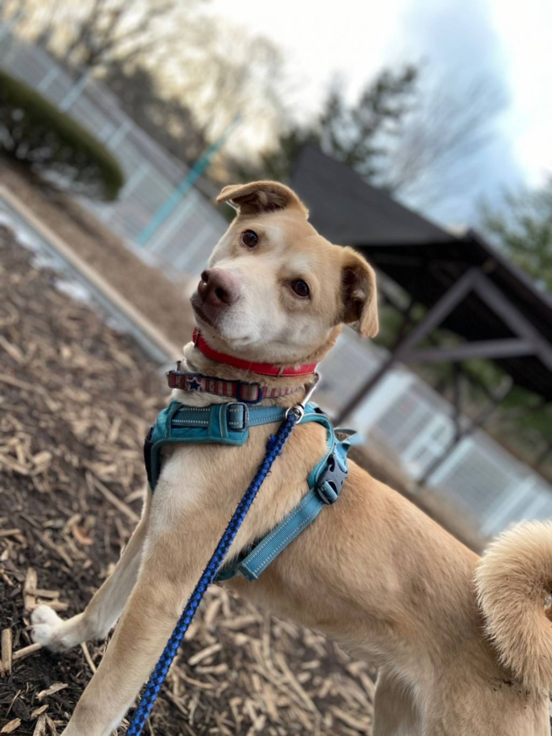 雑種（ミックス犬）・メスの里親募集の写真