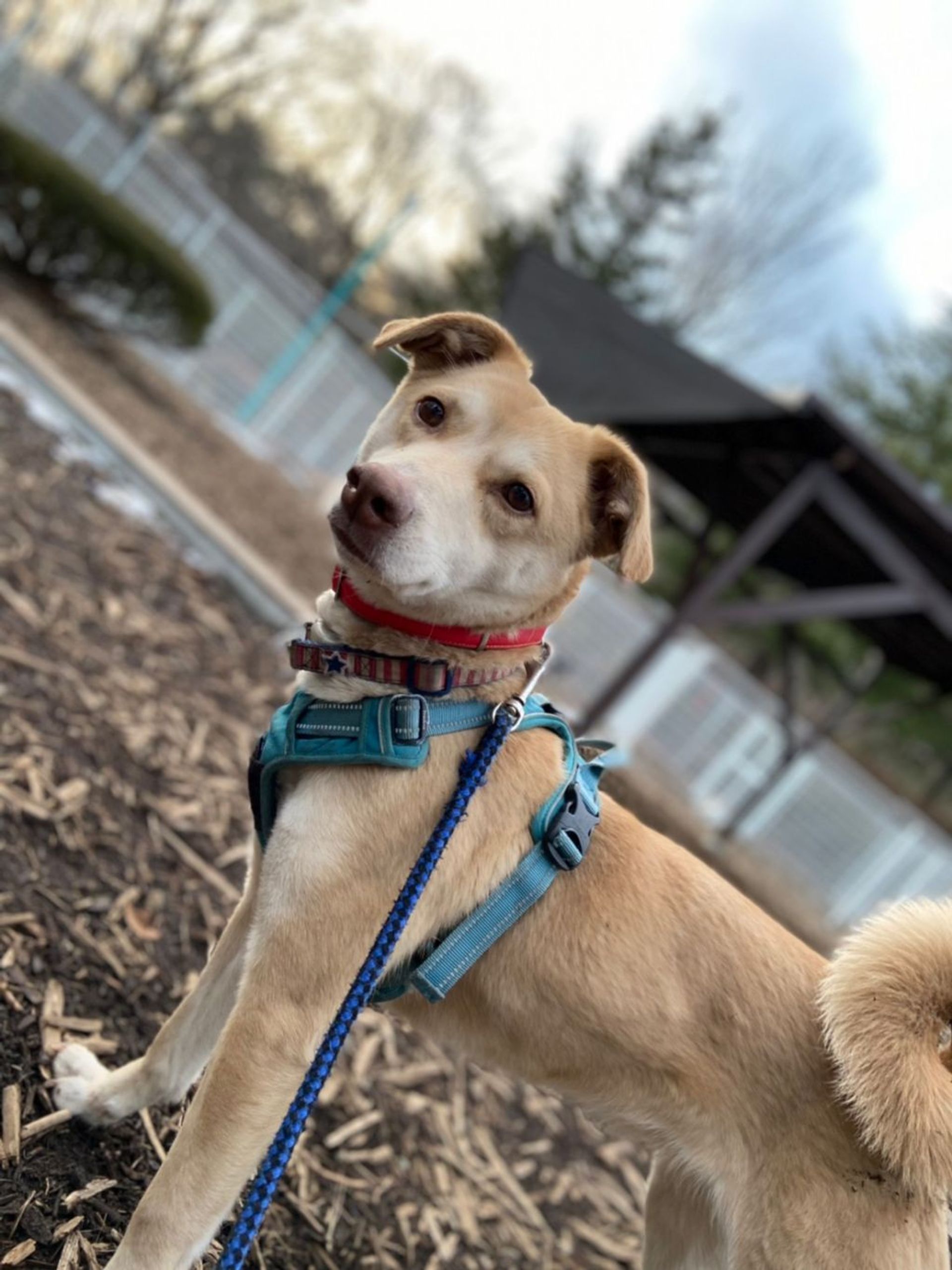 雑種（ミックス犬）・メスの里親募集の写真