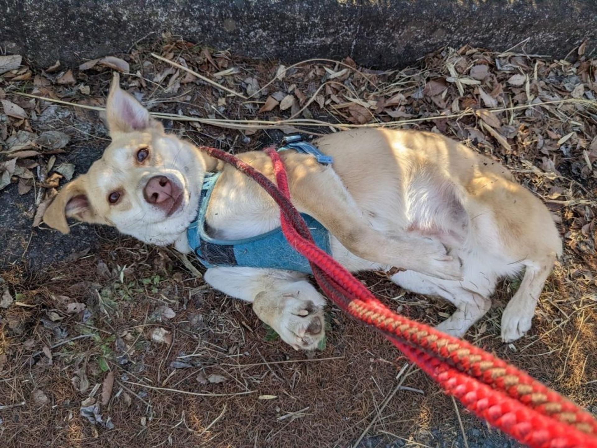 pet-image-3