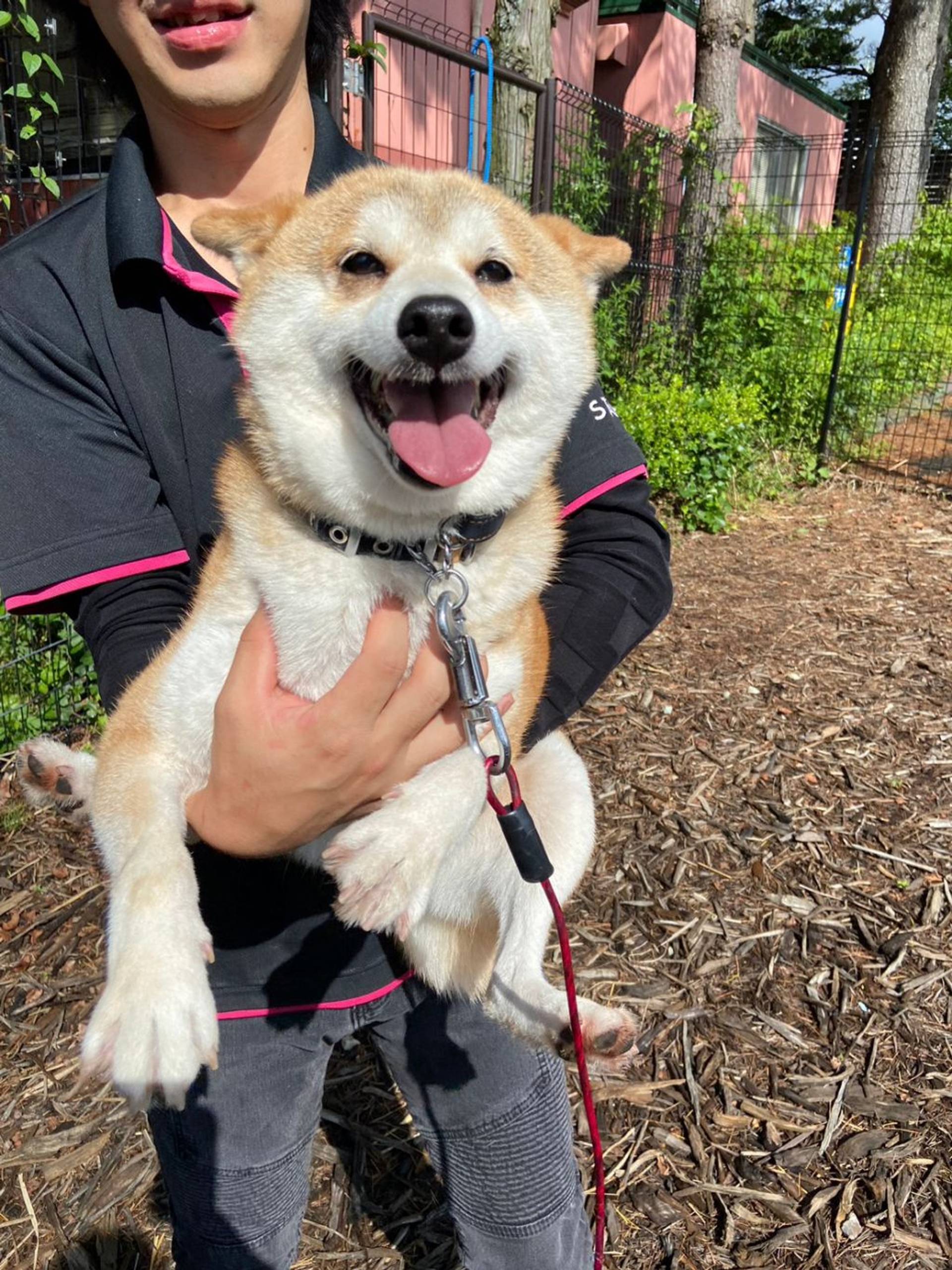 雑種（ミックス犬）・メスの里親募集の写真