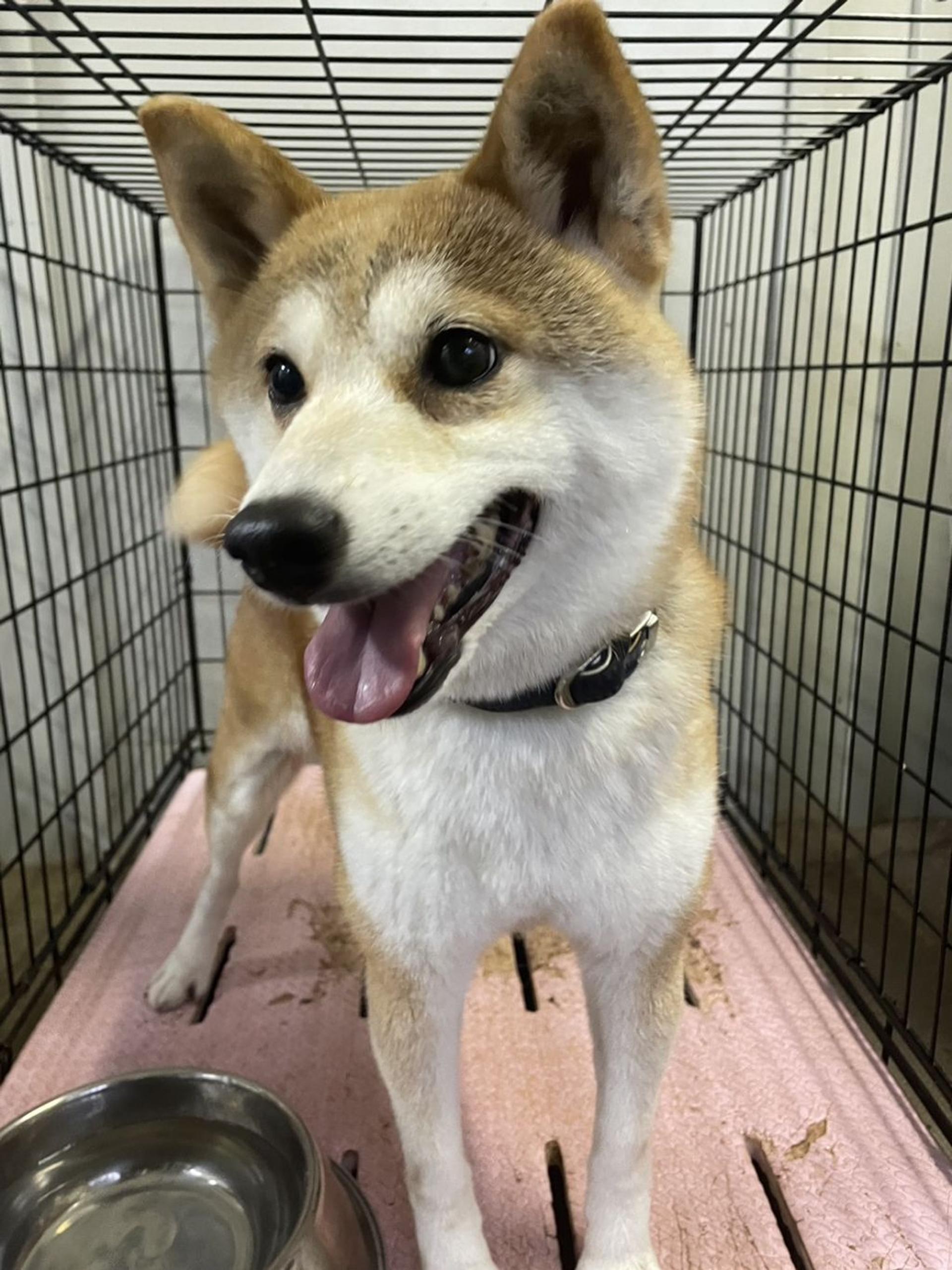 pet-image-3