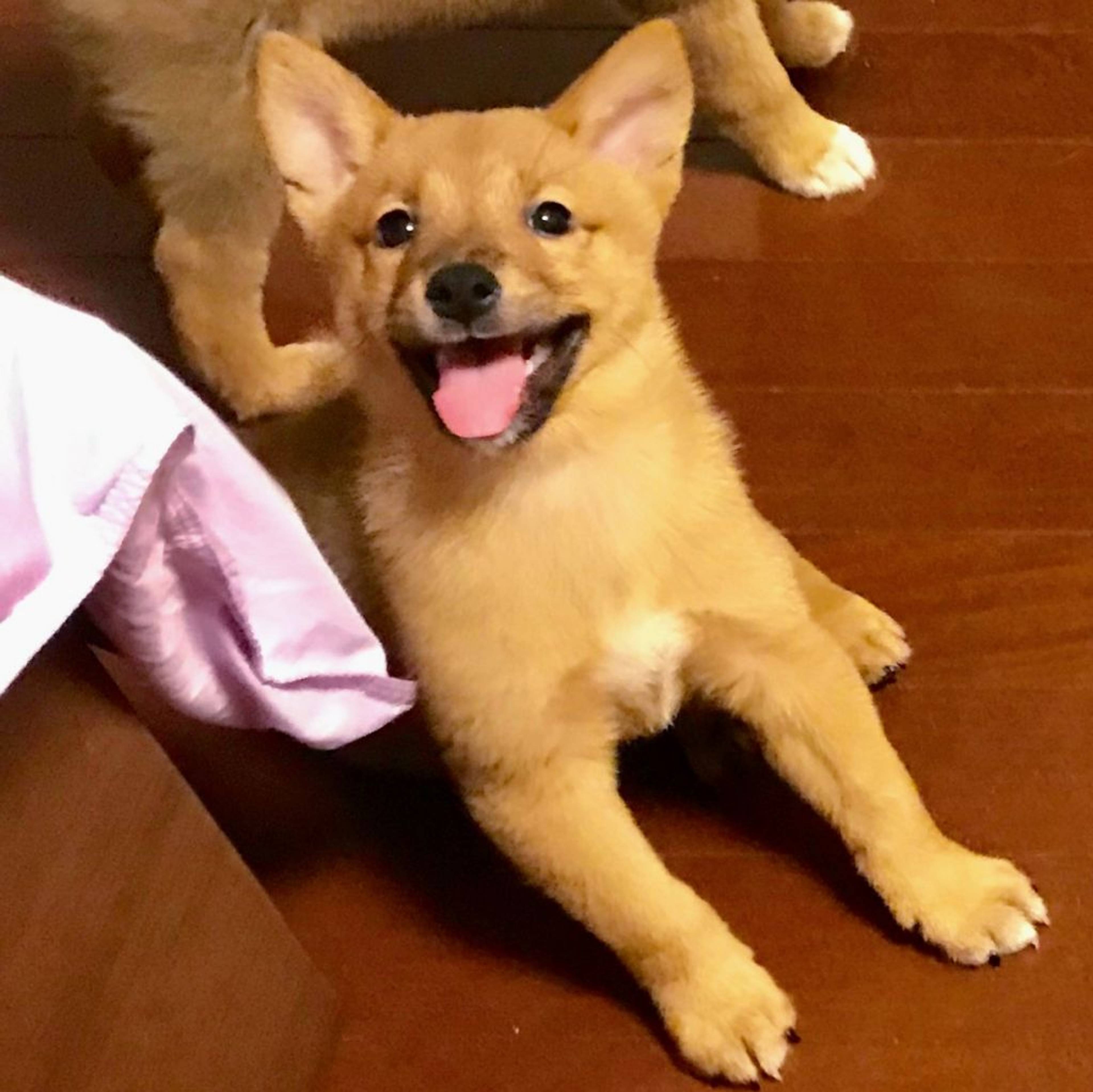 雑種（ミックス犬）・オスの里親募集の写真