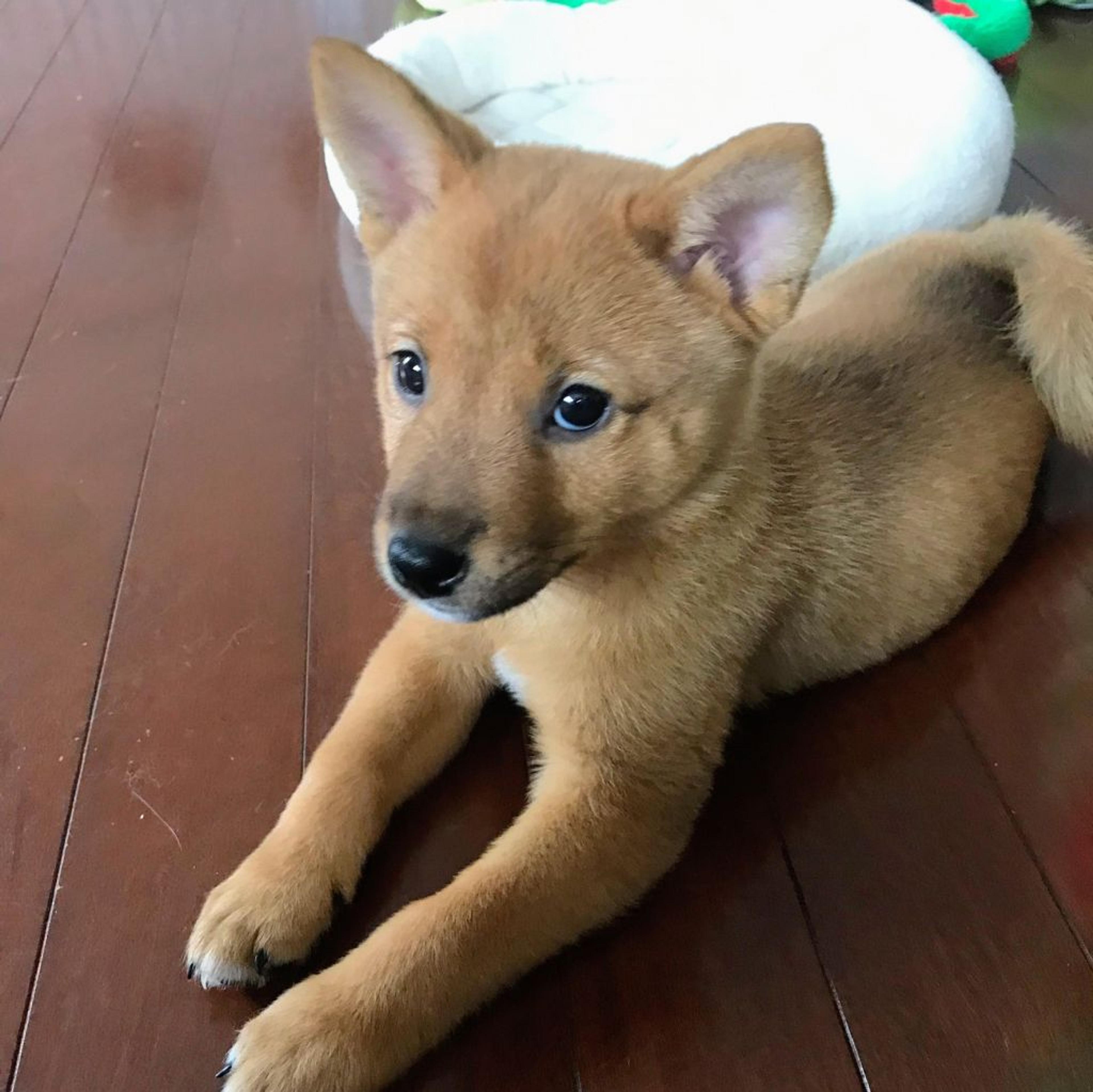 pet-image-2