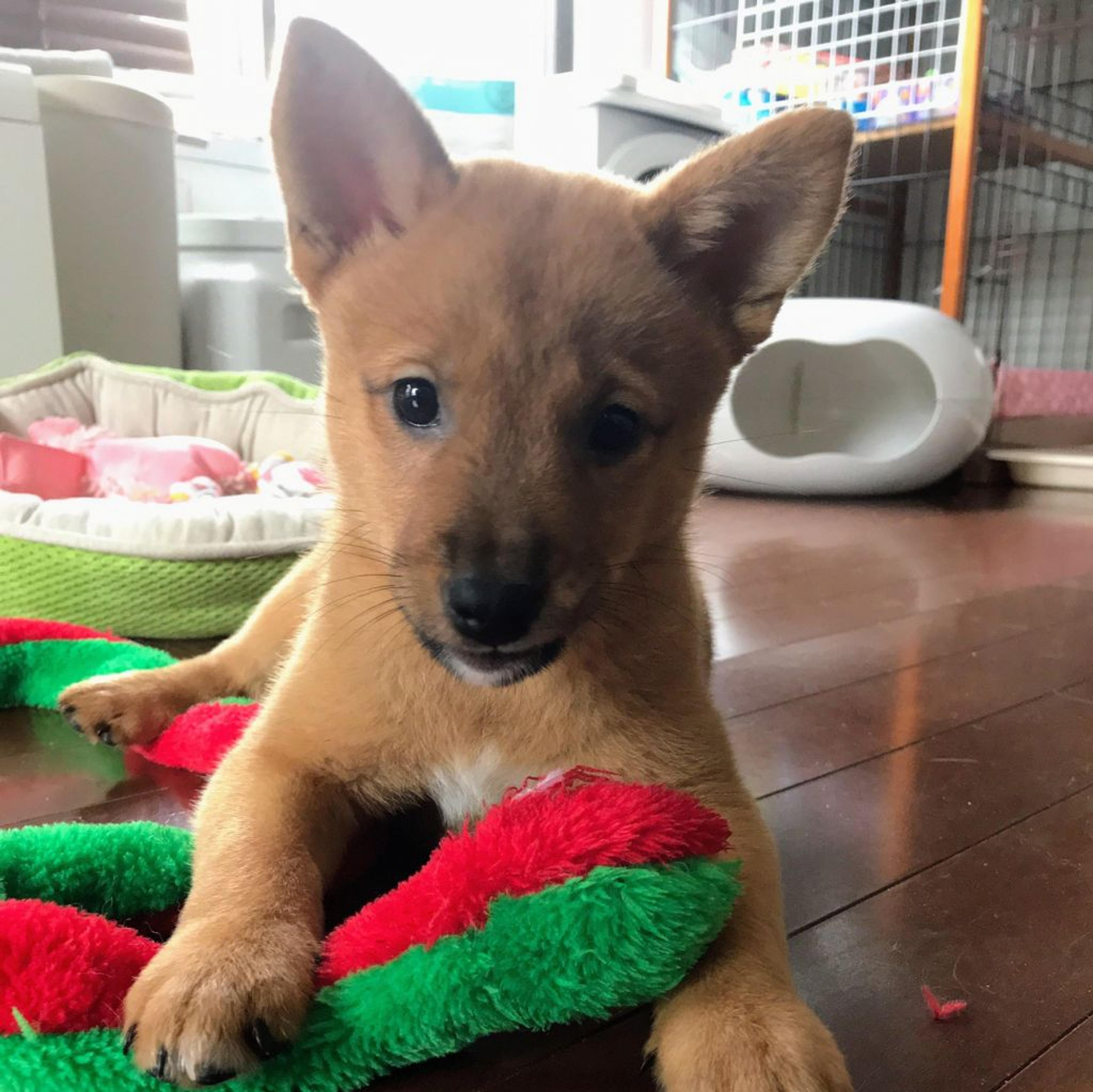 pet-image-3