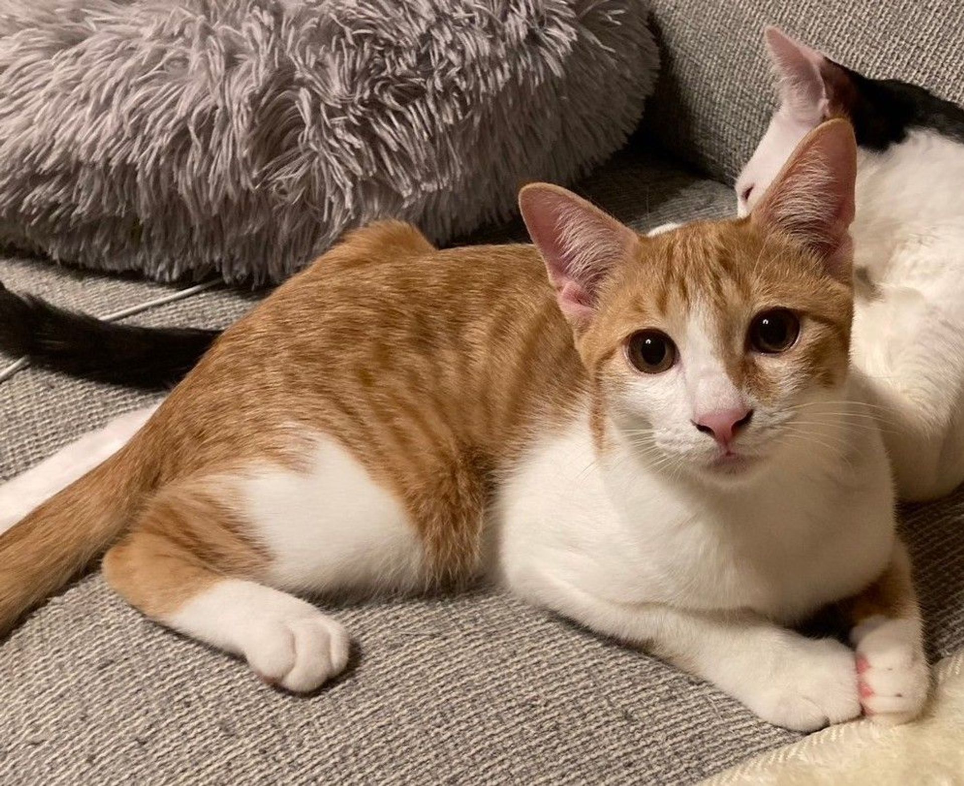 雑種（ミックス猫）・オスの里親募集の写真