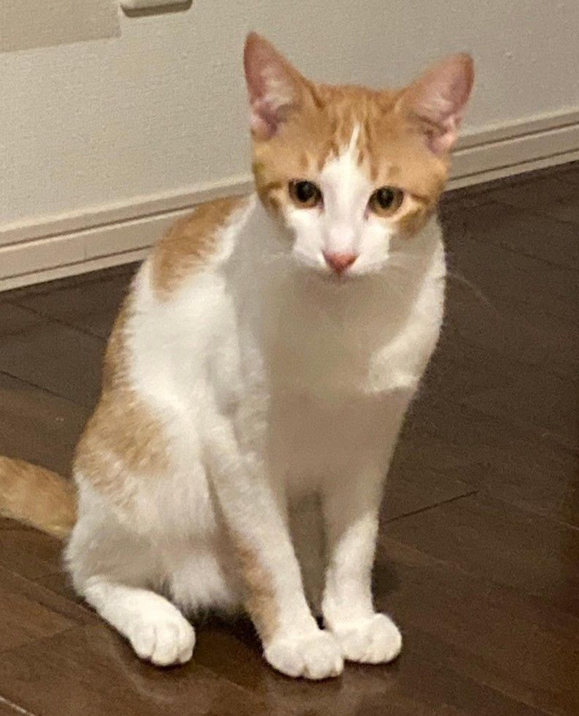 pet-image-2