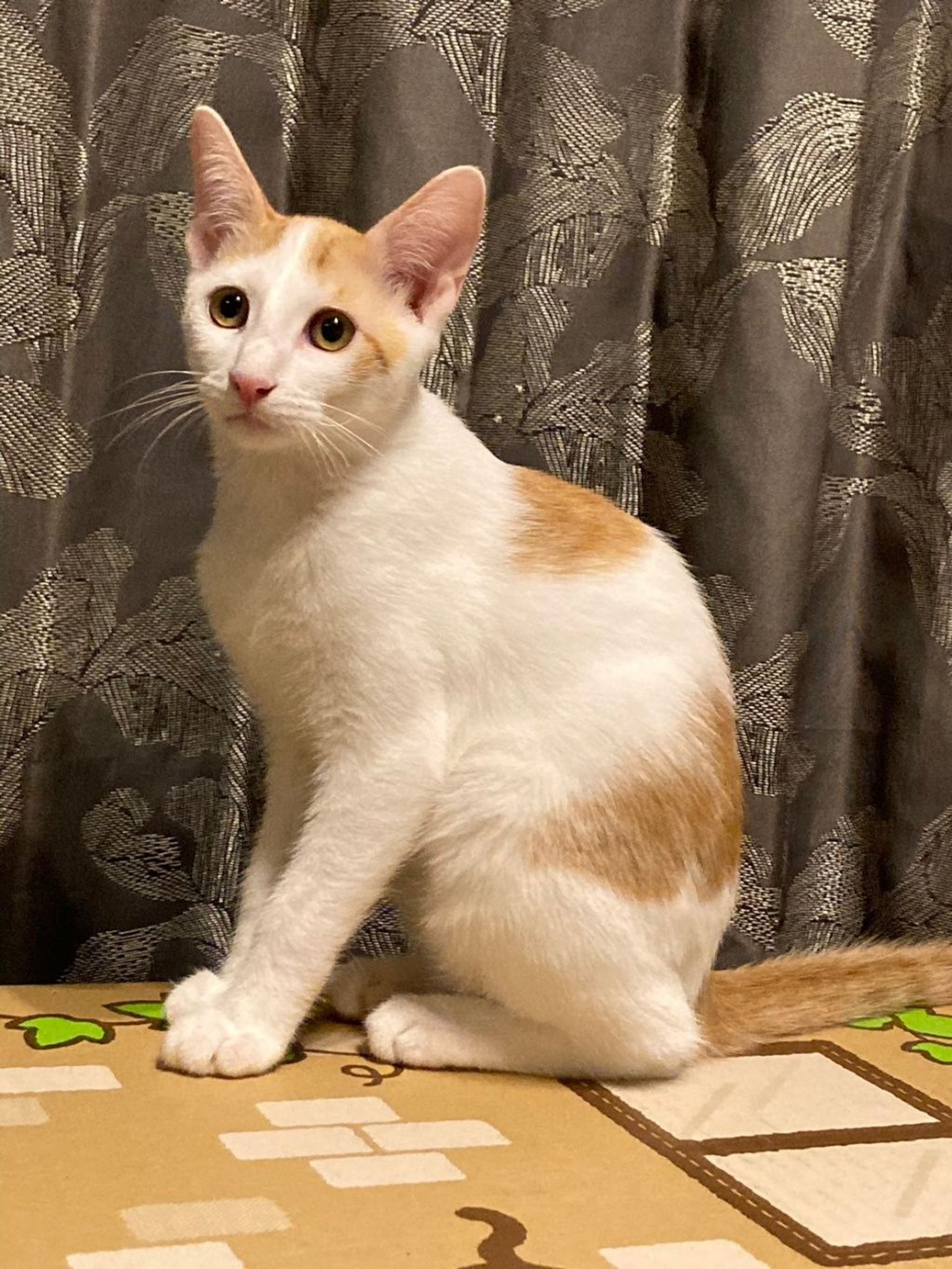 雑種（ミックス猫）・オスの里親募集の写真