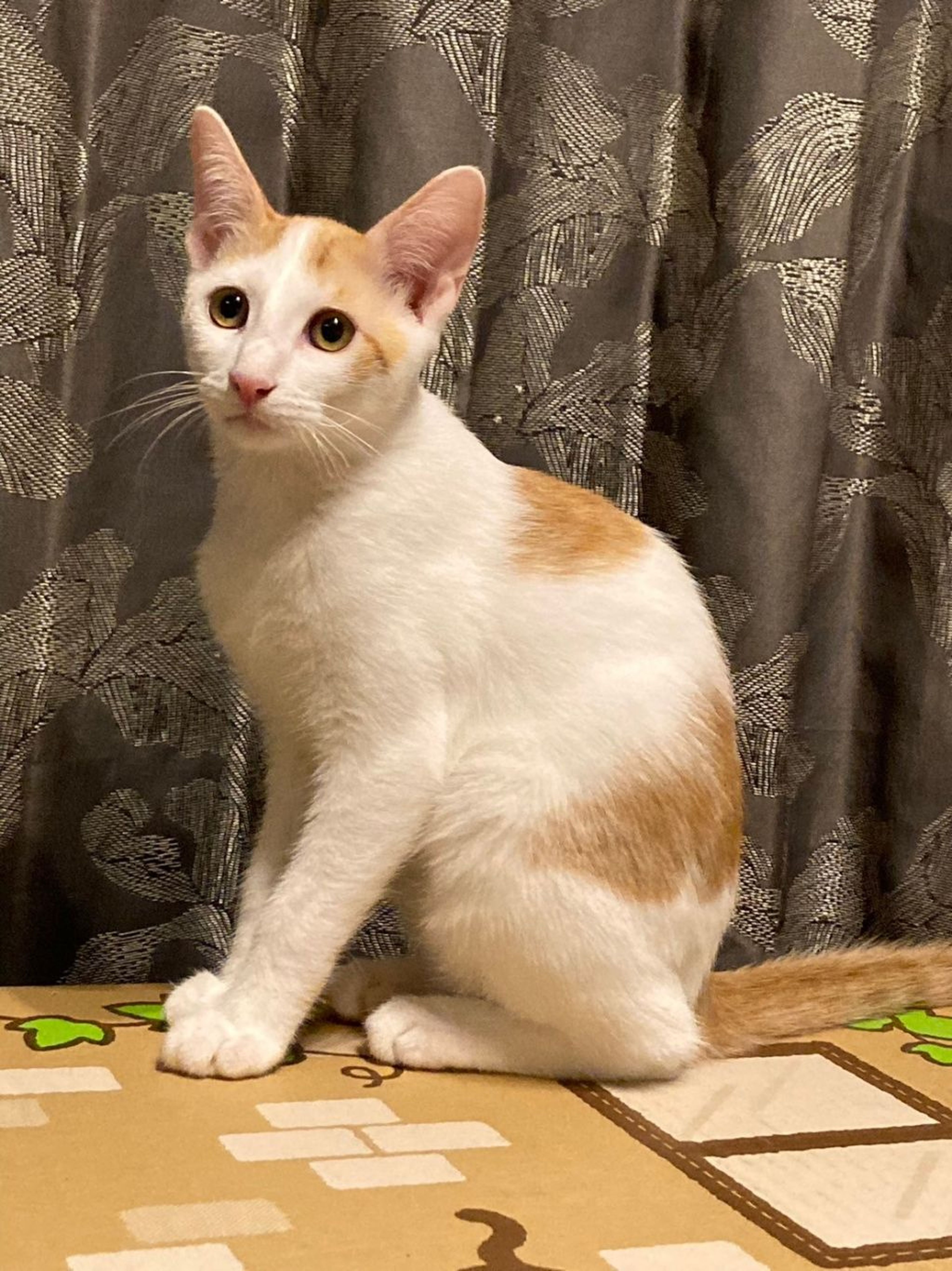 雑種（ミックス猫）・オスの里親募集の写真